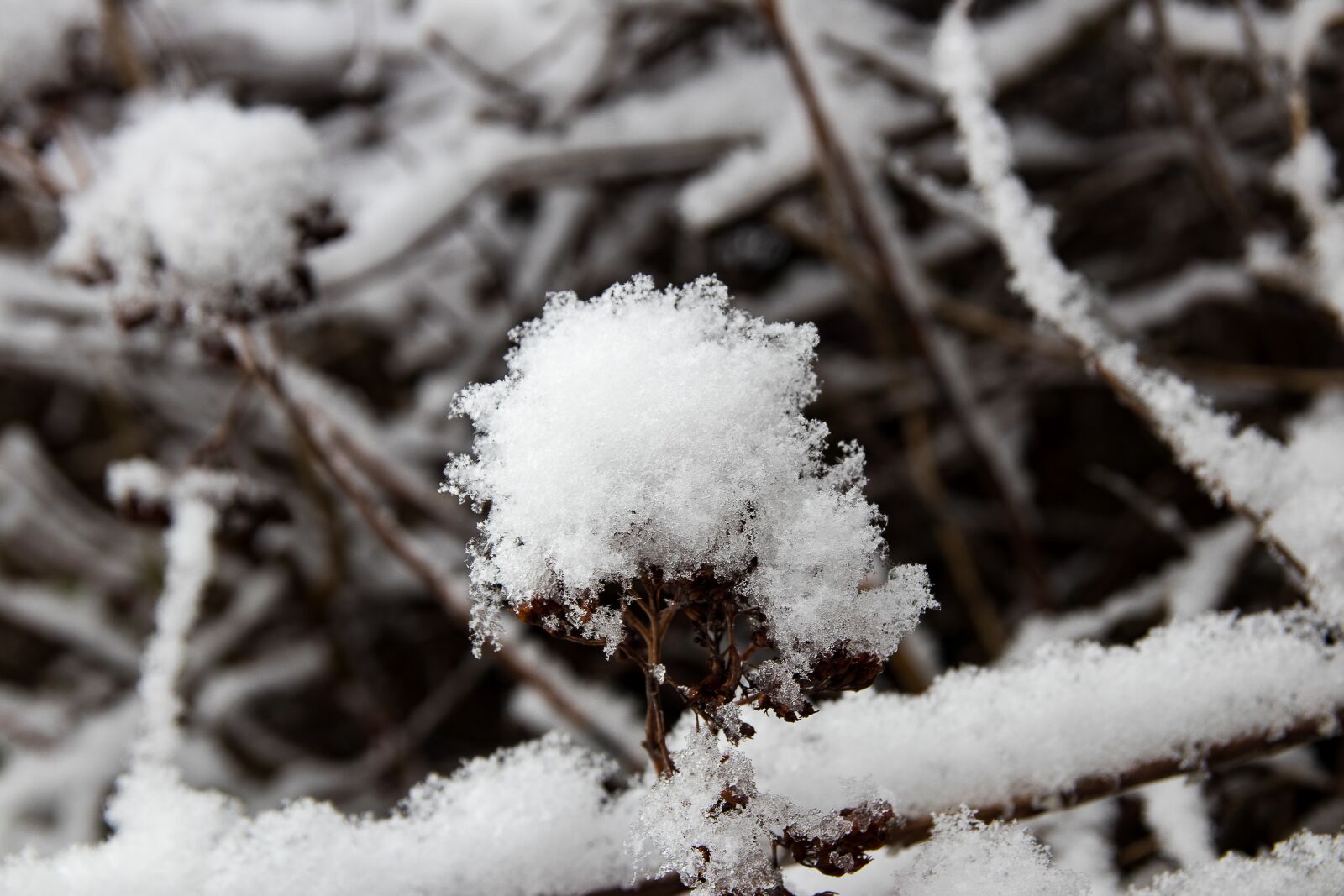 Canon EOS 80D sample photo. Branch, snow, winter photography