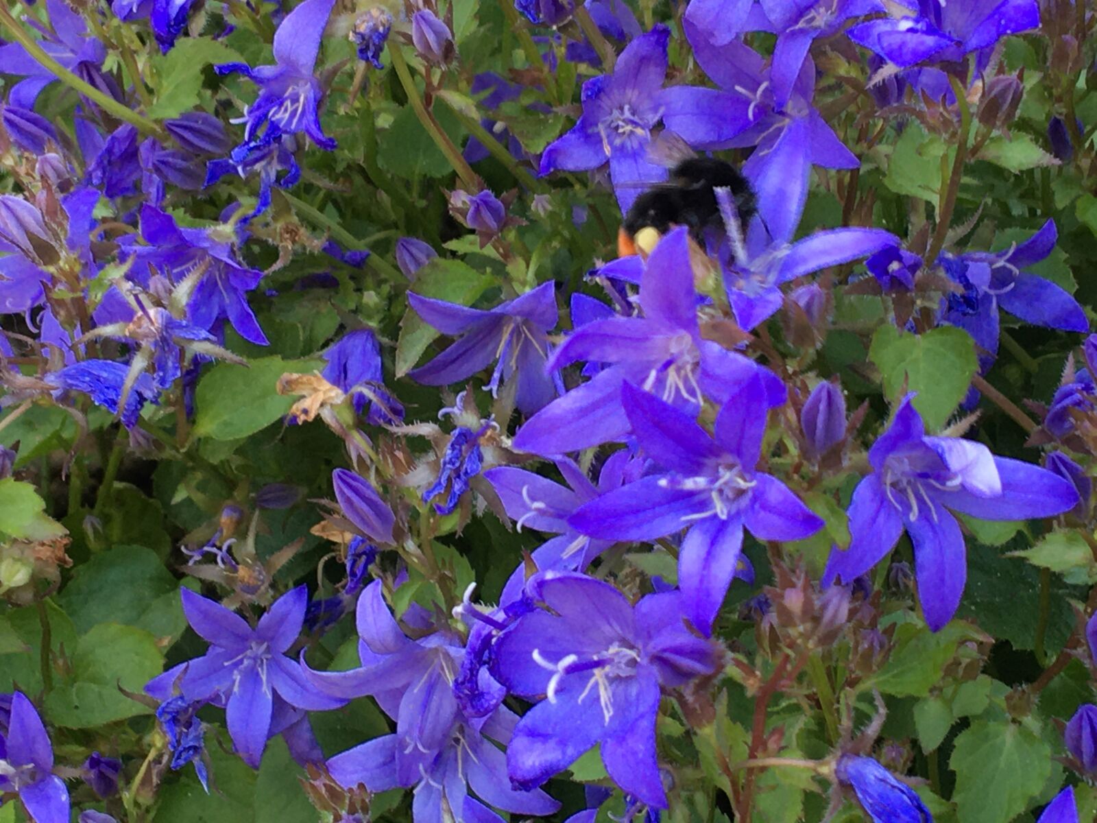 iPhone 6s back camera 4.15mm f/2.2 sample photo. Flower, columbine, blue photography