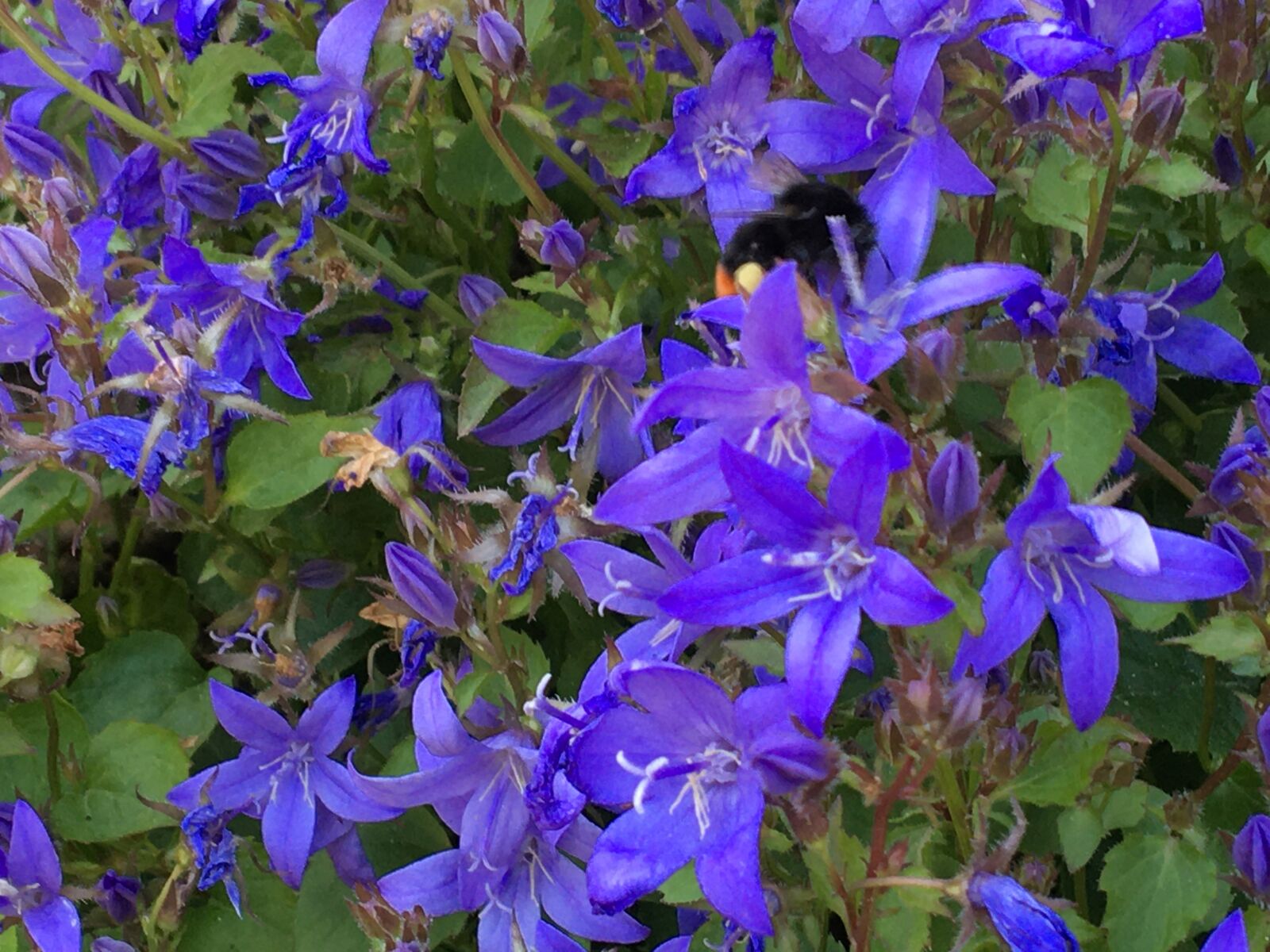 Apple iPhone 6s sample photo. Flower, columbine, blue photography