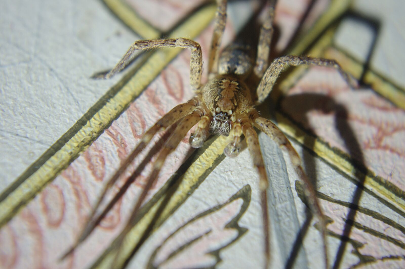 Pentax K-x sample photo. Spider, insect, arachnid photography