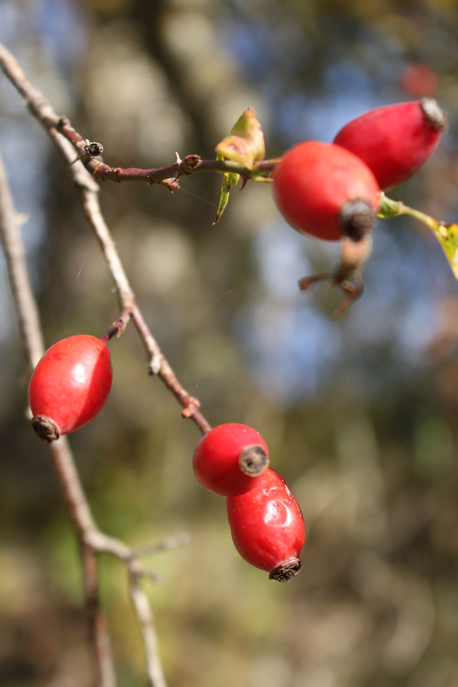 Canon EOS 500D (EOS Rebel T1i / EOS Kiss X3) sample photo. Autumn, rose hip, nature photography