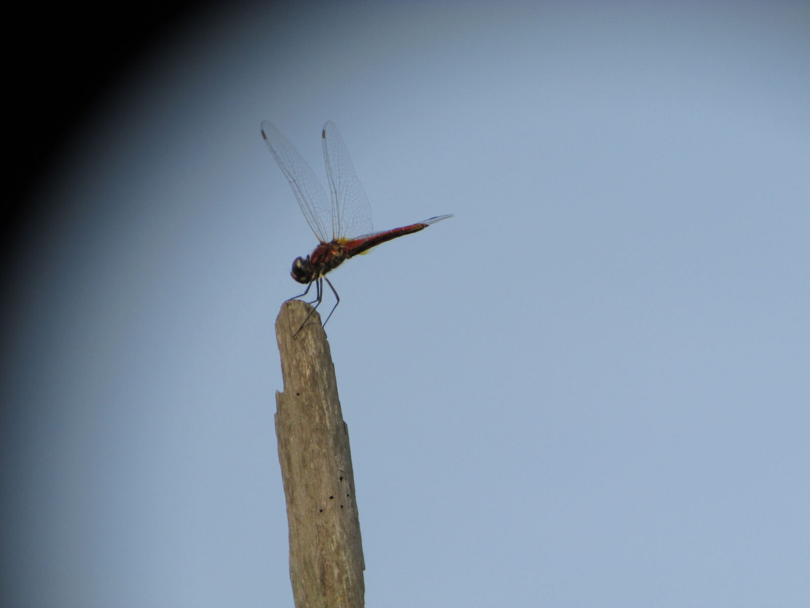 Canon PowerShot SX400 IS sample photo. Dragonfly photography