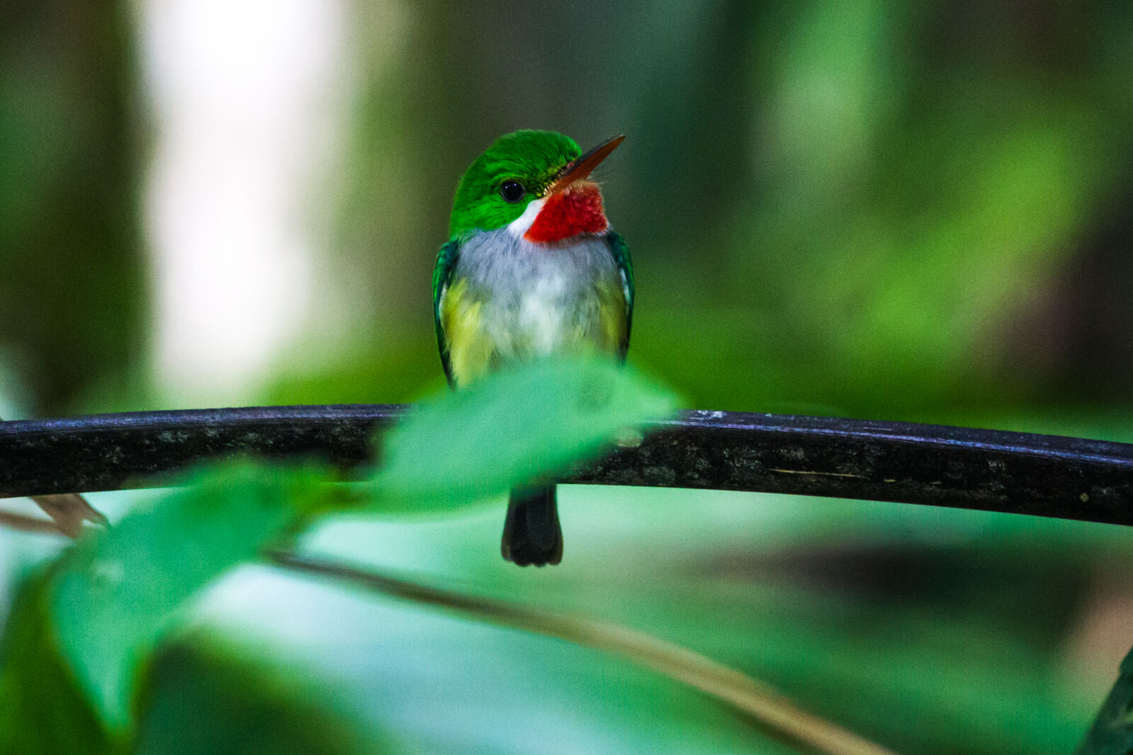 Canon EOS 600D (Rebel EOS T3i / EOS Kiss X5) sample photo. Bird, rainforest, san, juan photography