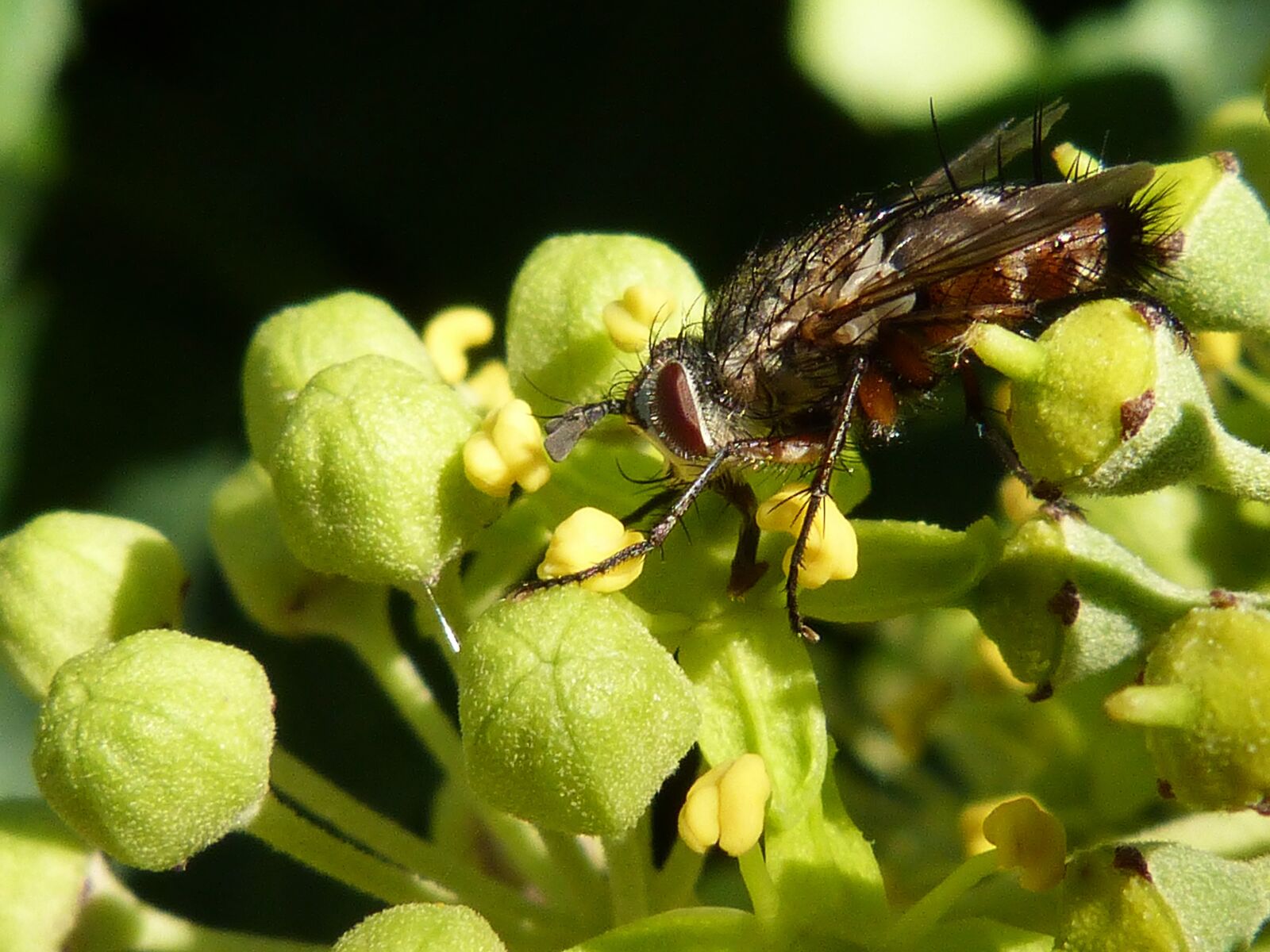 Panasonic DMC-FZ62 sample photo. Fly, botfly, nuisance photography