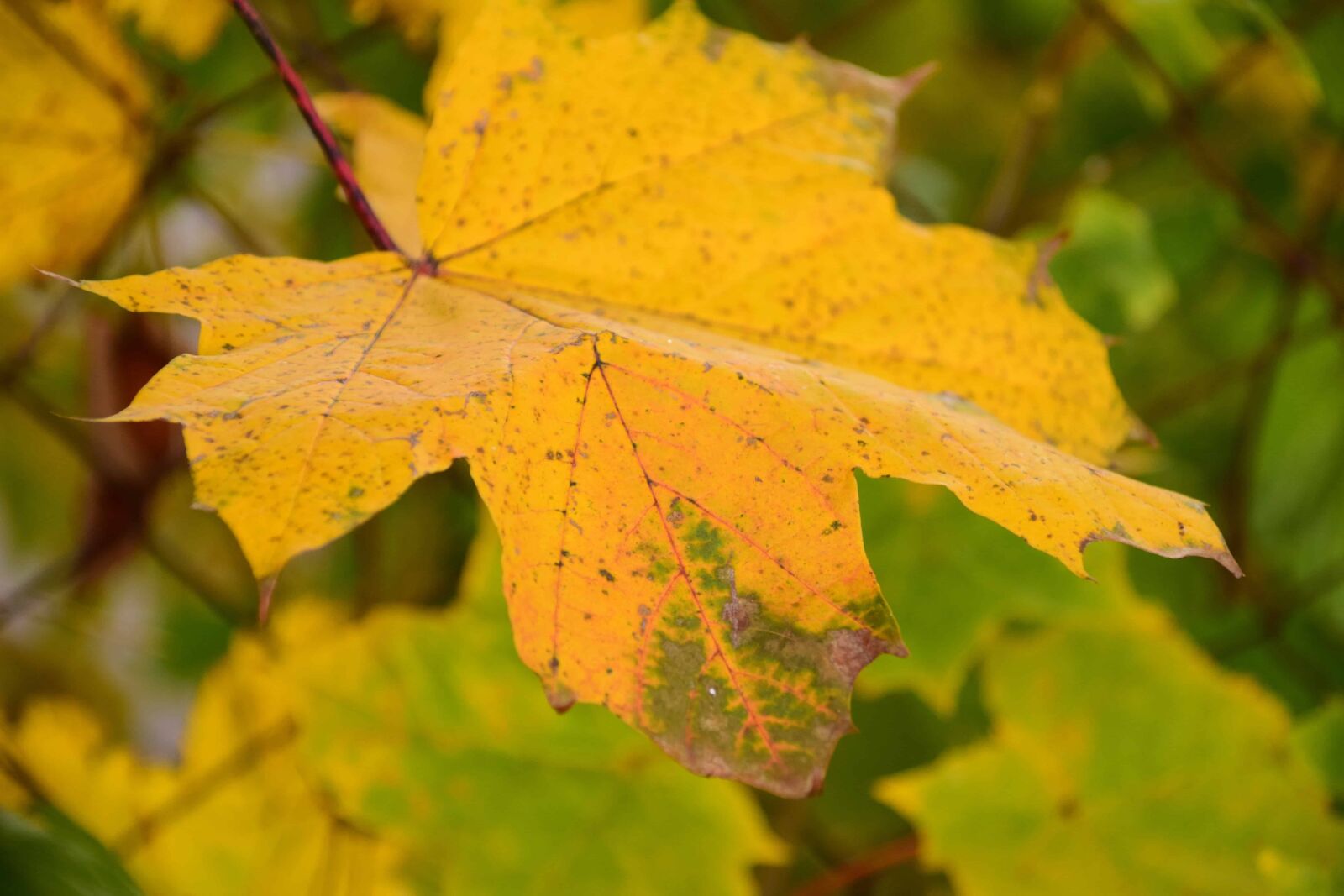 Nikon D3300 sample photo. Yellow leaf, herb, nature photography