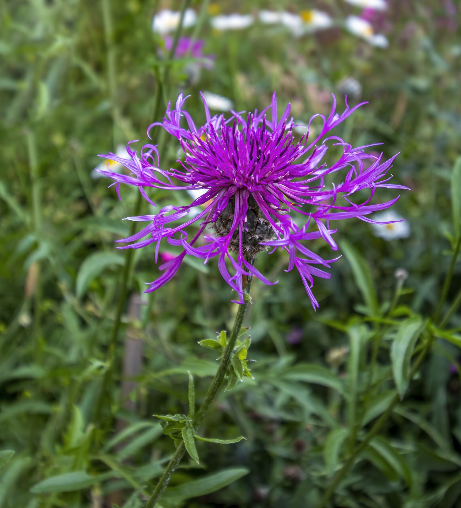 Canon EOS 800D (EOS Rebel T7i / EOS Kiss X9i) + Canon EF-S 10-18mm F4.5–5.6 IS STM sample photo. Greater-knapweed, wildflower, purple photography