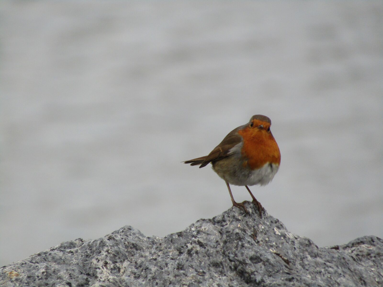 Canon POWERSHOT SX430 IS sample photo. Bird, robin, wildlife photography