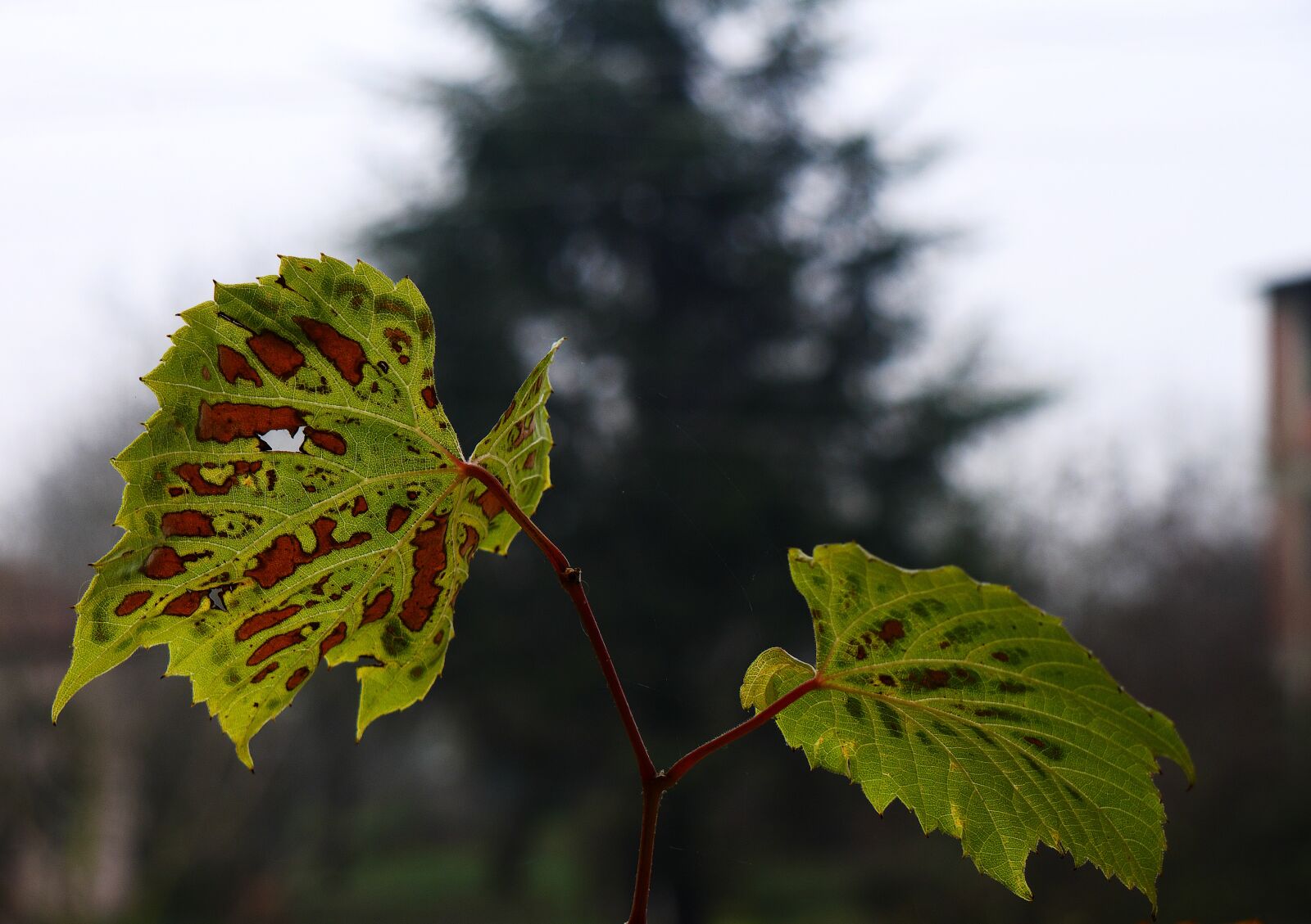 Panasonic Lumix DMC-GX7 sample photo. Leaves, no one, nature photography