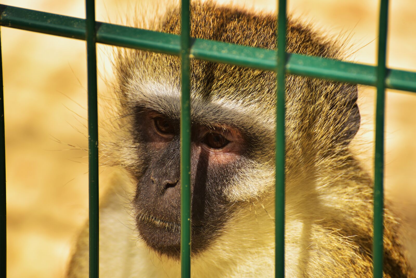 Nikon D750 sample photo. Monkey, primate, cage photography