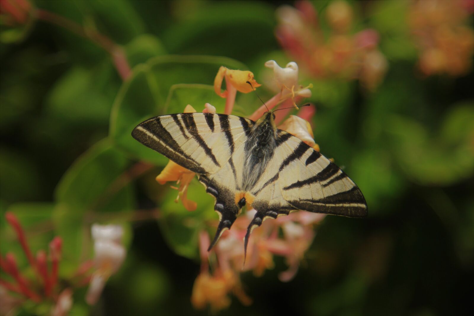 Canon EOS 7D sample photo. Butterfly, swallowtail, nature photography
