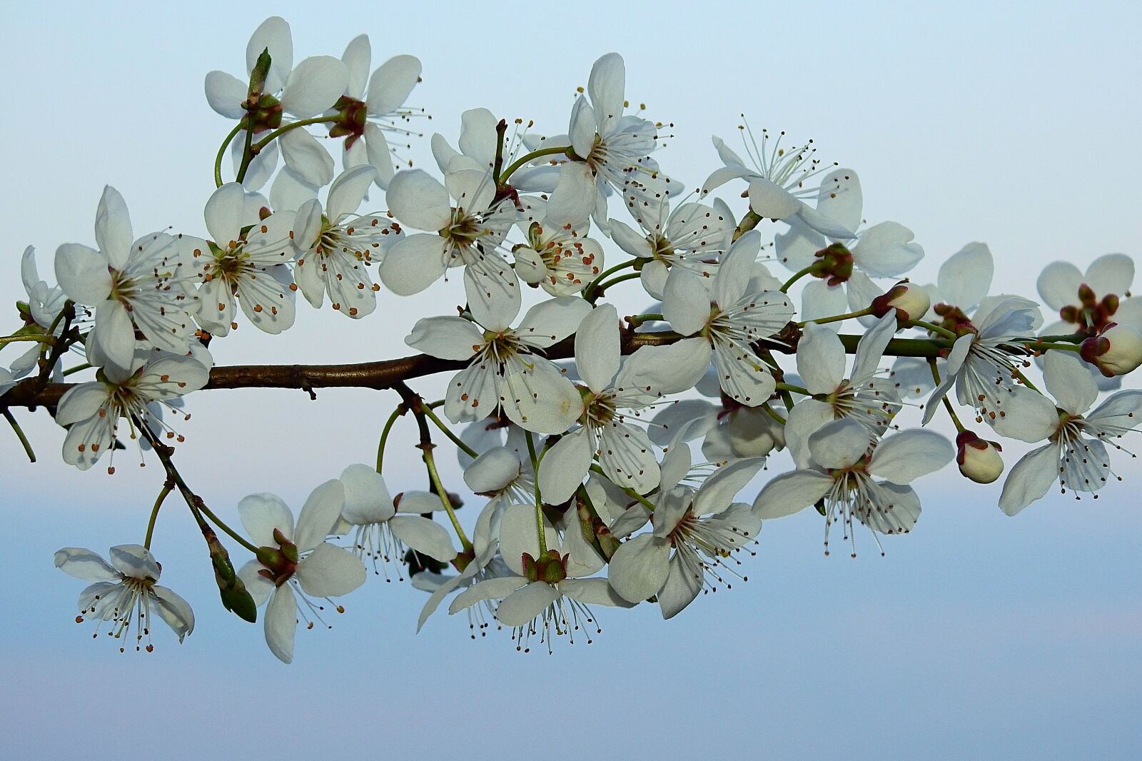 Nikon Coolpix P900 sample photo. Flowering, spring, flowers photography