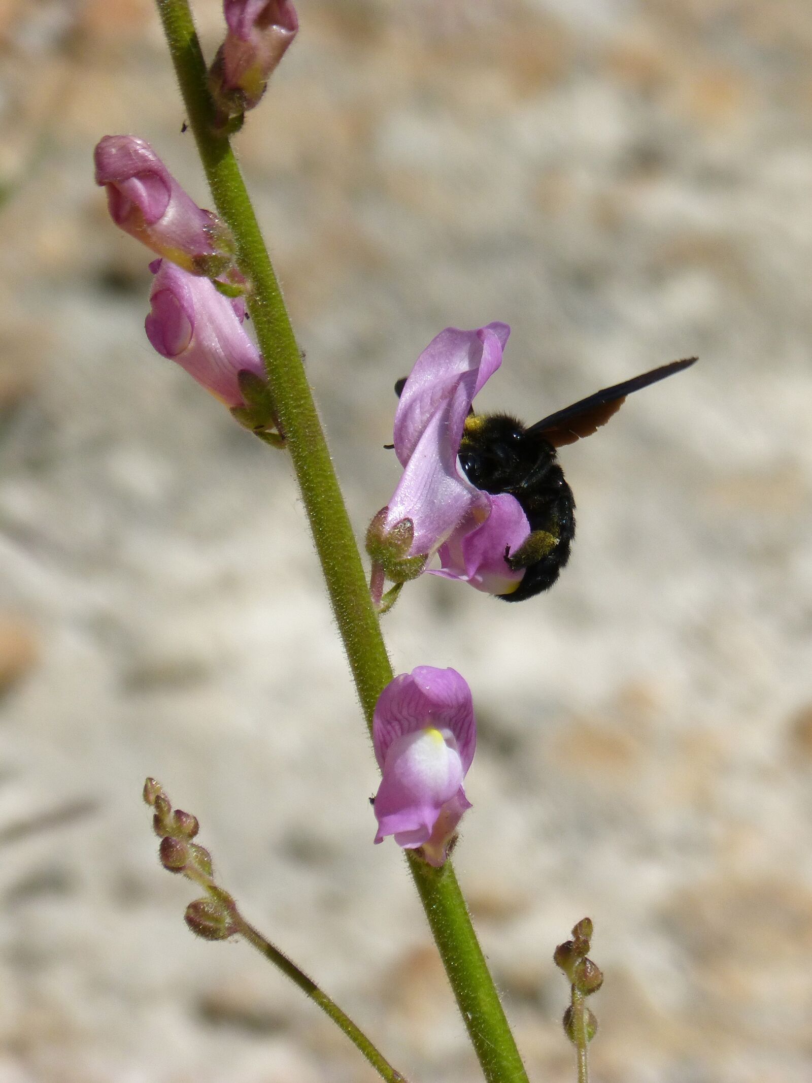 Panasonic DMC-FZ62 sample photo. Bumblebee, bumblebee wood, black photography