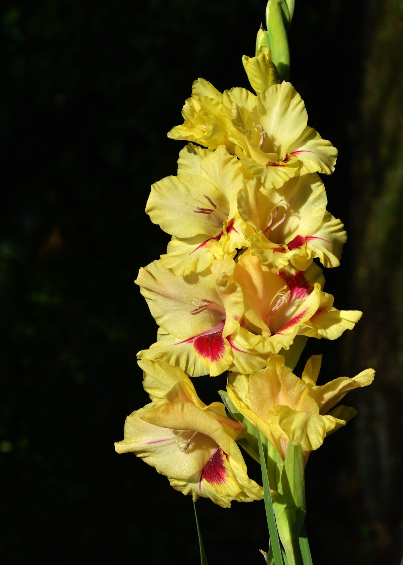 Nikon D3200 sample photo. Gladiolus, gladidus, butterfly greenhouse photography