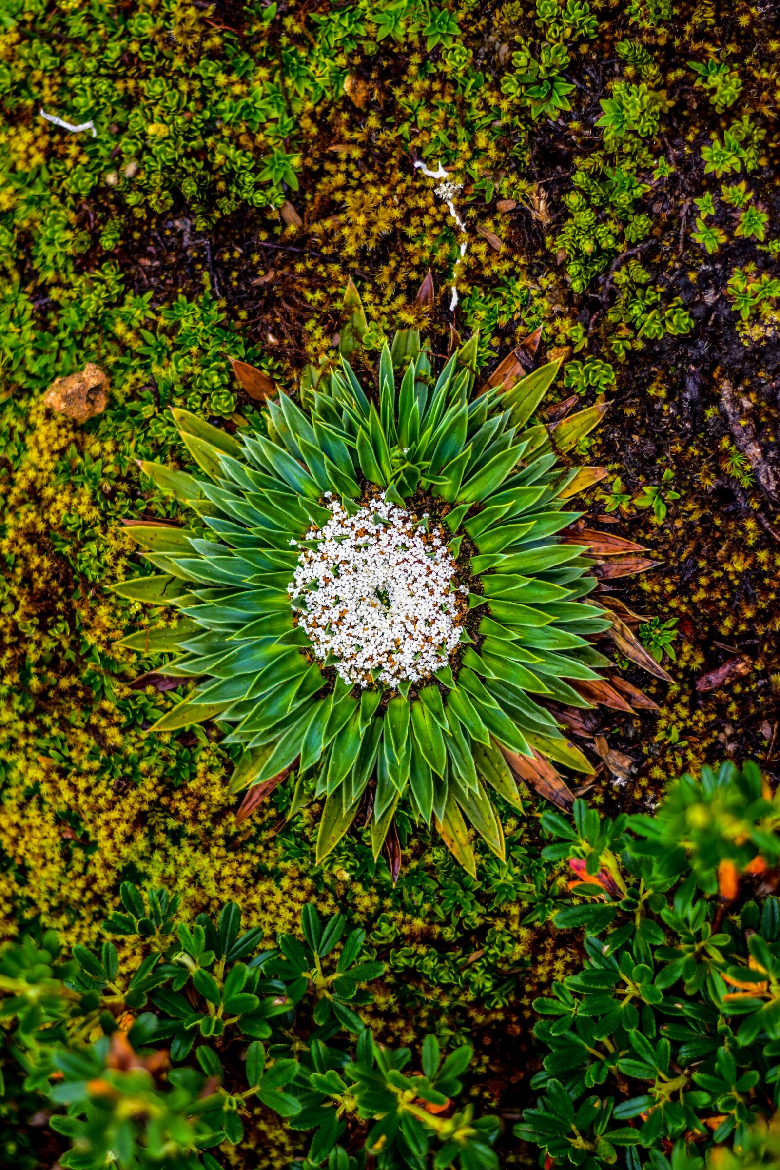 Nikon D3400 sample photo. Nature, flower, garden photography