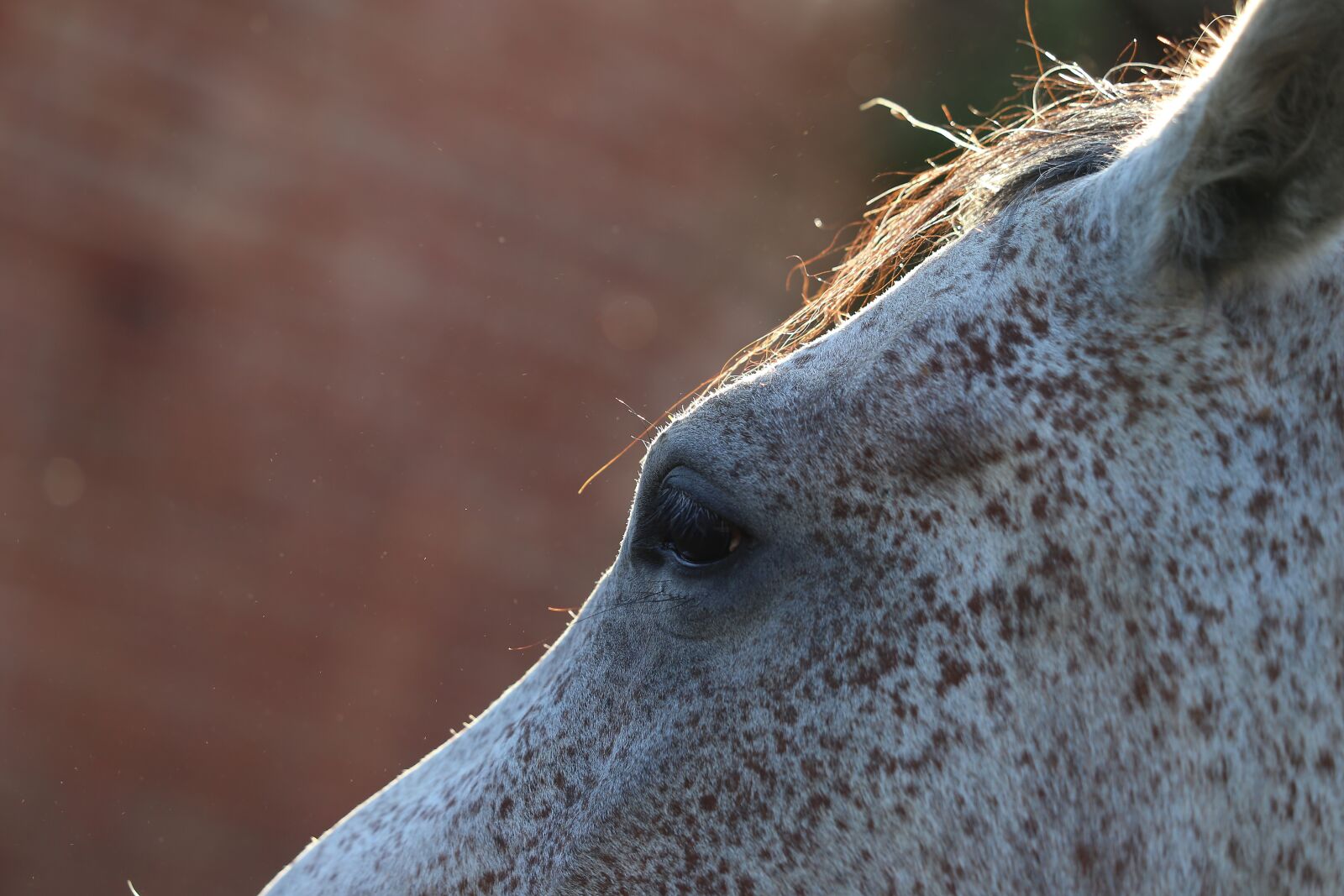 Canon EF 70-300 F4-5.6 IS II USM sample photo. Arabian horse, animal, head photography