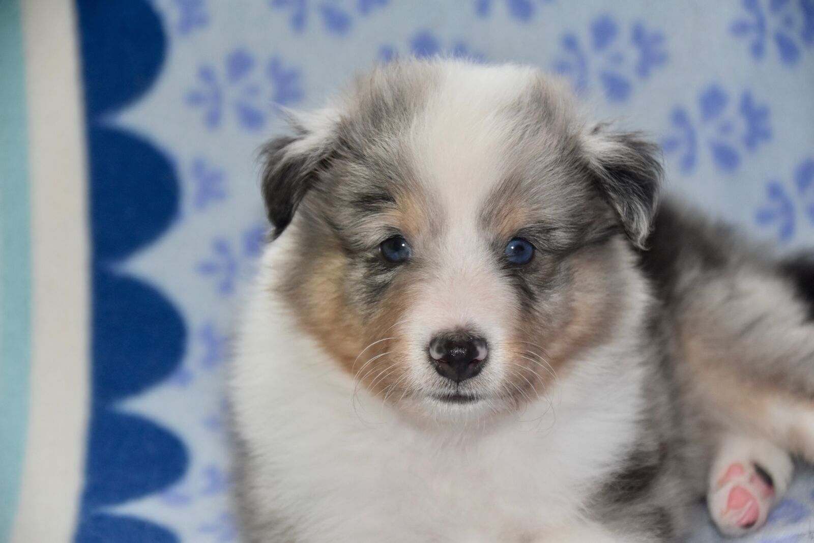 Nikon D5600 sample photo. Dog, puppy shetland sheepdog photography