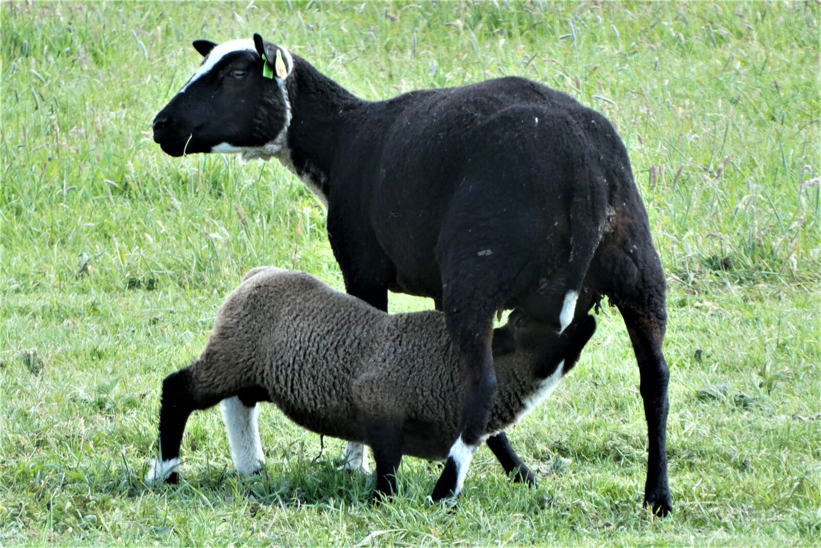 Panasonic Lumix DC-ZS70 (Lumix DC-TZ90) sample photo. Lamb, drinking, power supply photography