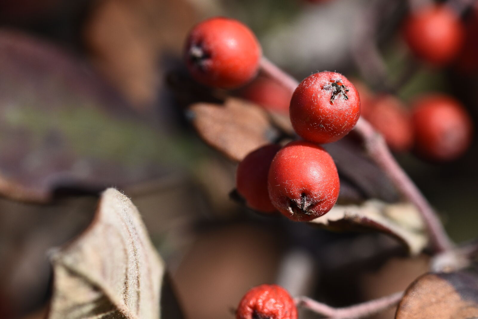 Nikon D5500 sample photo