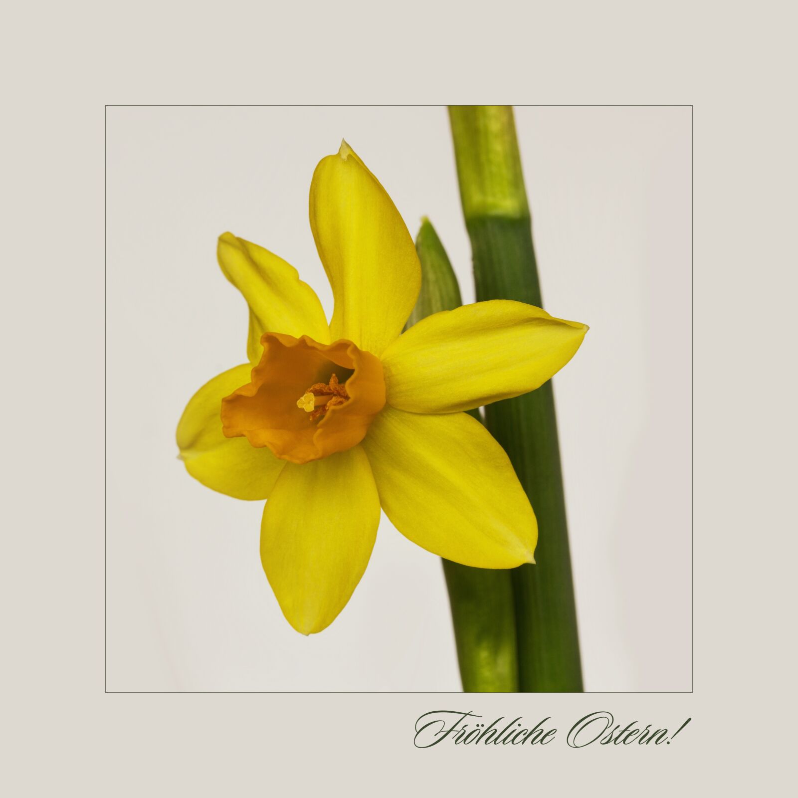 Canon EF-S 60mm F2.8 Macro USM sample photo. Nature, flowers, daffodil photography
