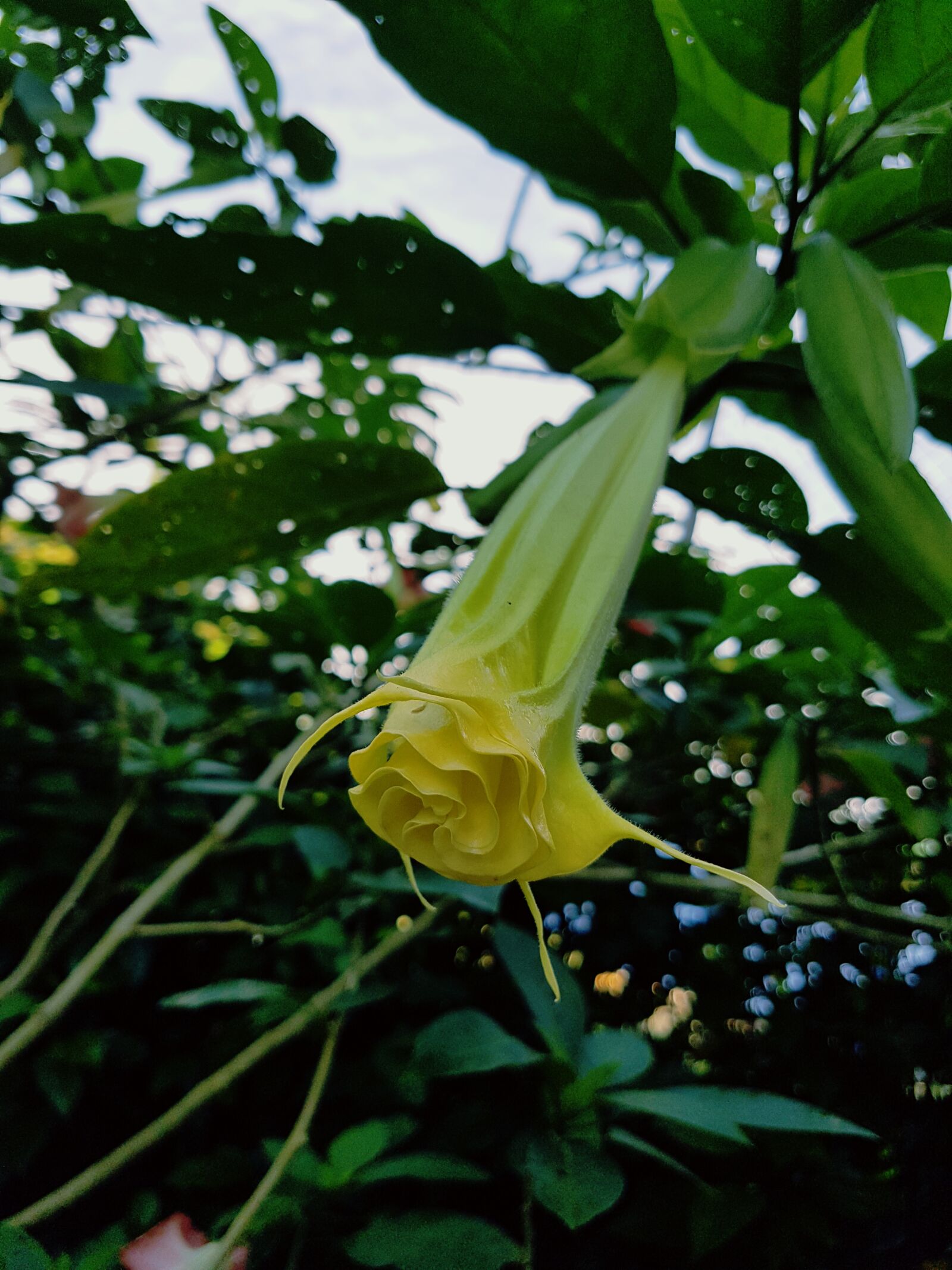 Samsung Galaxy S7 Edge sample photo