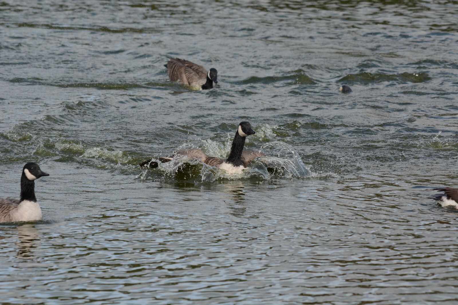 Nikon D7100 sample photo. Canada, geese, washing photography