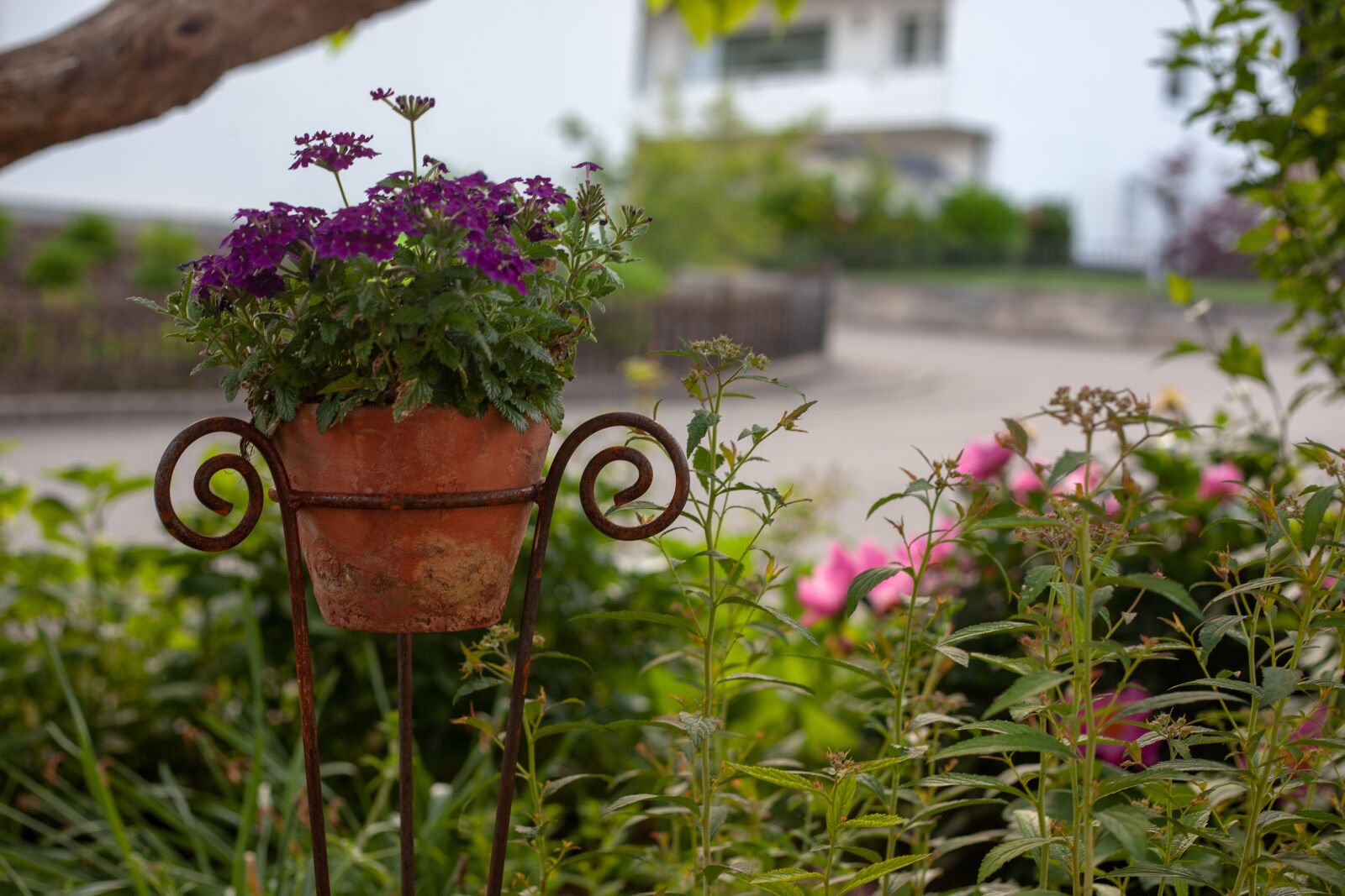 Canon EF 50mm F1.8 II sample photo. Garden, own garden, cottage photography