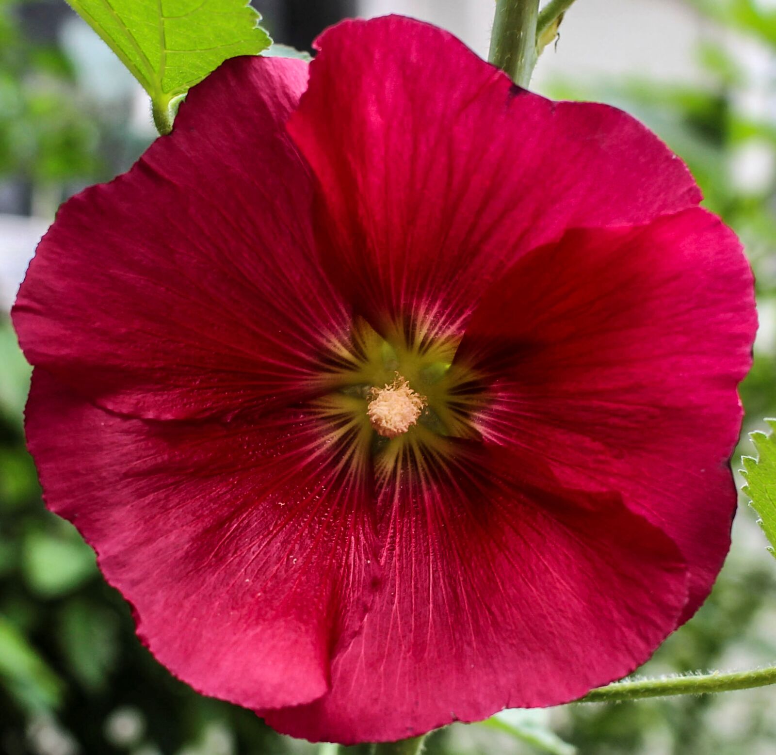 Canon EOS 700D (EOS Rebel T5i / EOS Kiss X7i) + Canon EF-S 24mm F2.8 STM sample photo. Blossom, bloom, petals photography