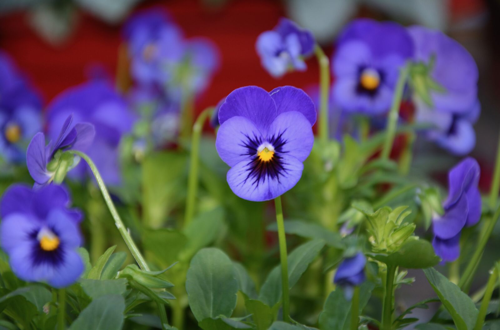 Nikon D5200 sample photo. Flower, flowers, blue purple photography