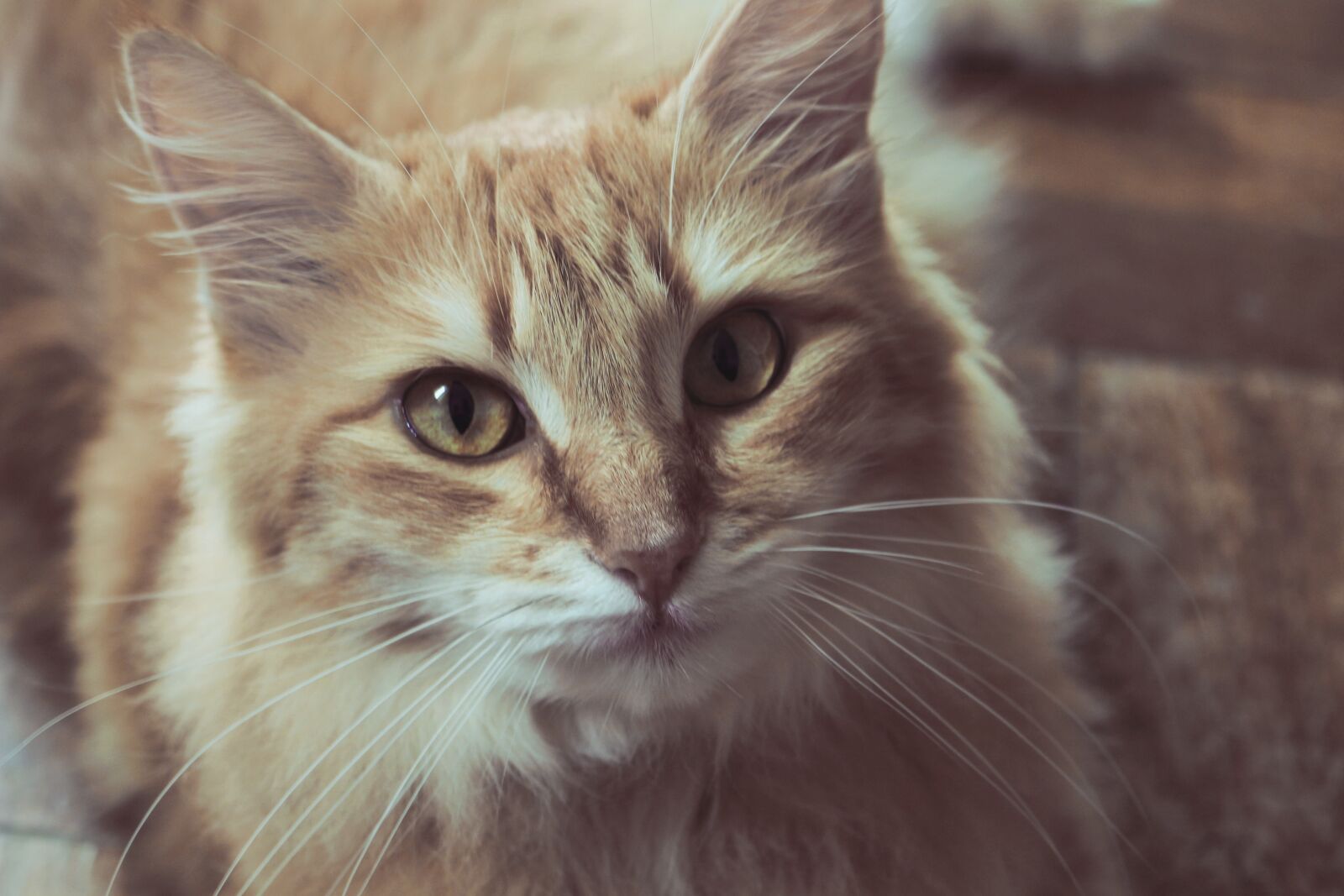 Canon EOS 100D (EOS Rebel SL1 / EOS Kiss X7) sample photo. Cat, kitten, pet photography