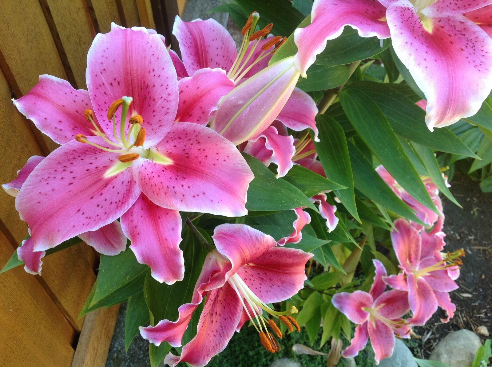 Apple iPad sample photo. Flowers, lilies, blossom photography