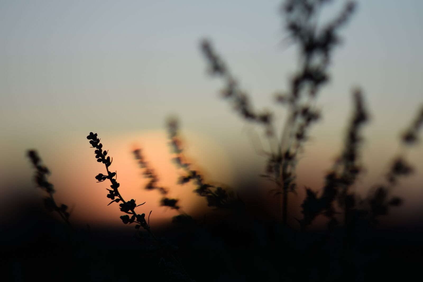 Nikon D3300 sample photo. Sunset, plants, nature photography