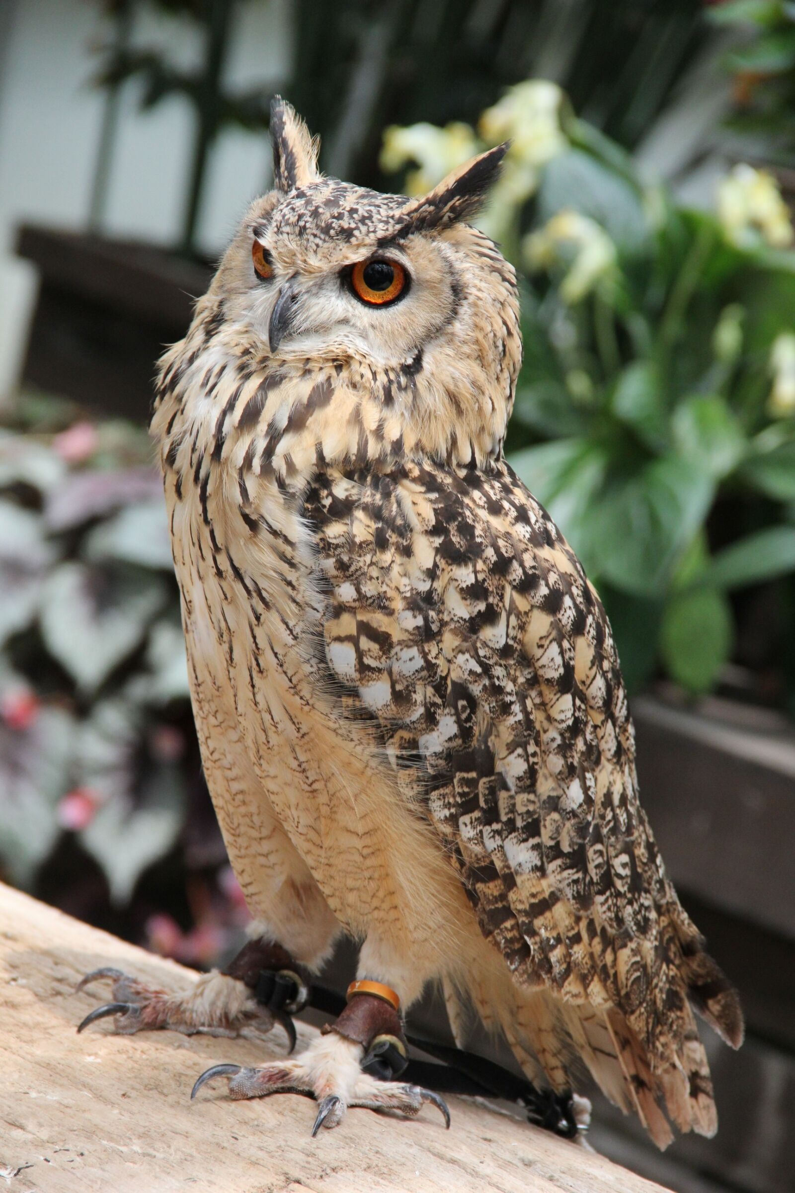 Canon EF-S 18-135mm F3.5-5.6 IS sample photo. Owl, bird, zoo photography