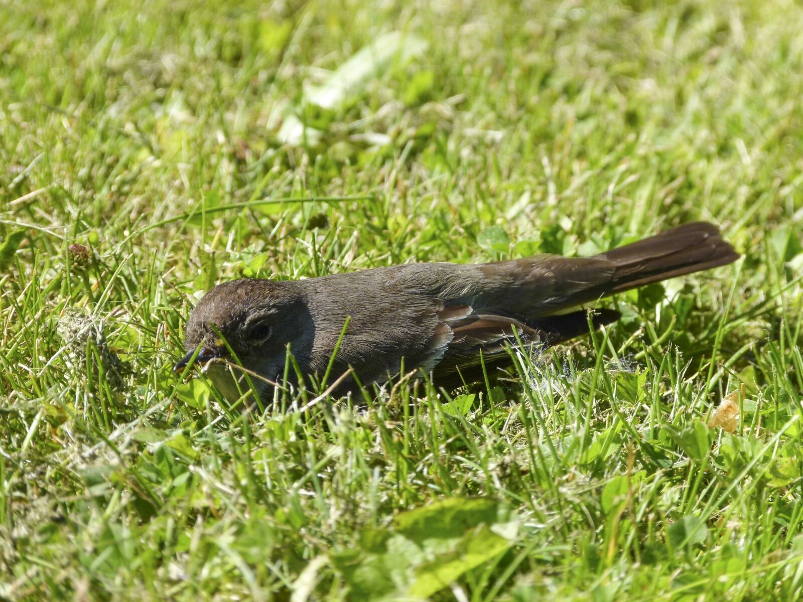 Panasonic Lumix DMC-FZ100 sample photo. Sparrow, sperling, bird photography