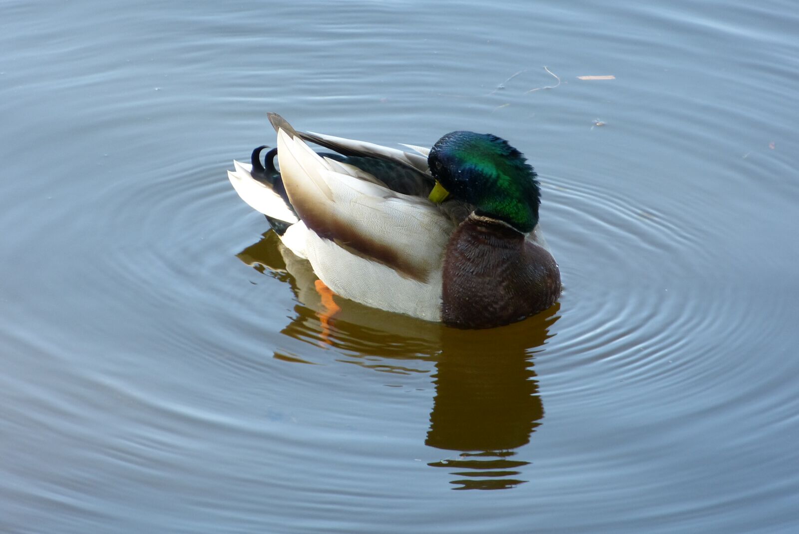 Panasonic Lumix DMC-FZ150 sample photo. Duck, drake, mallard photography