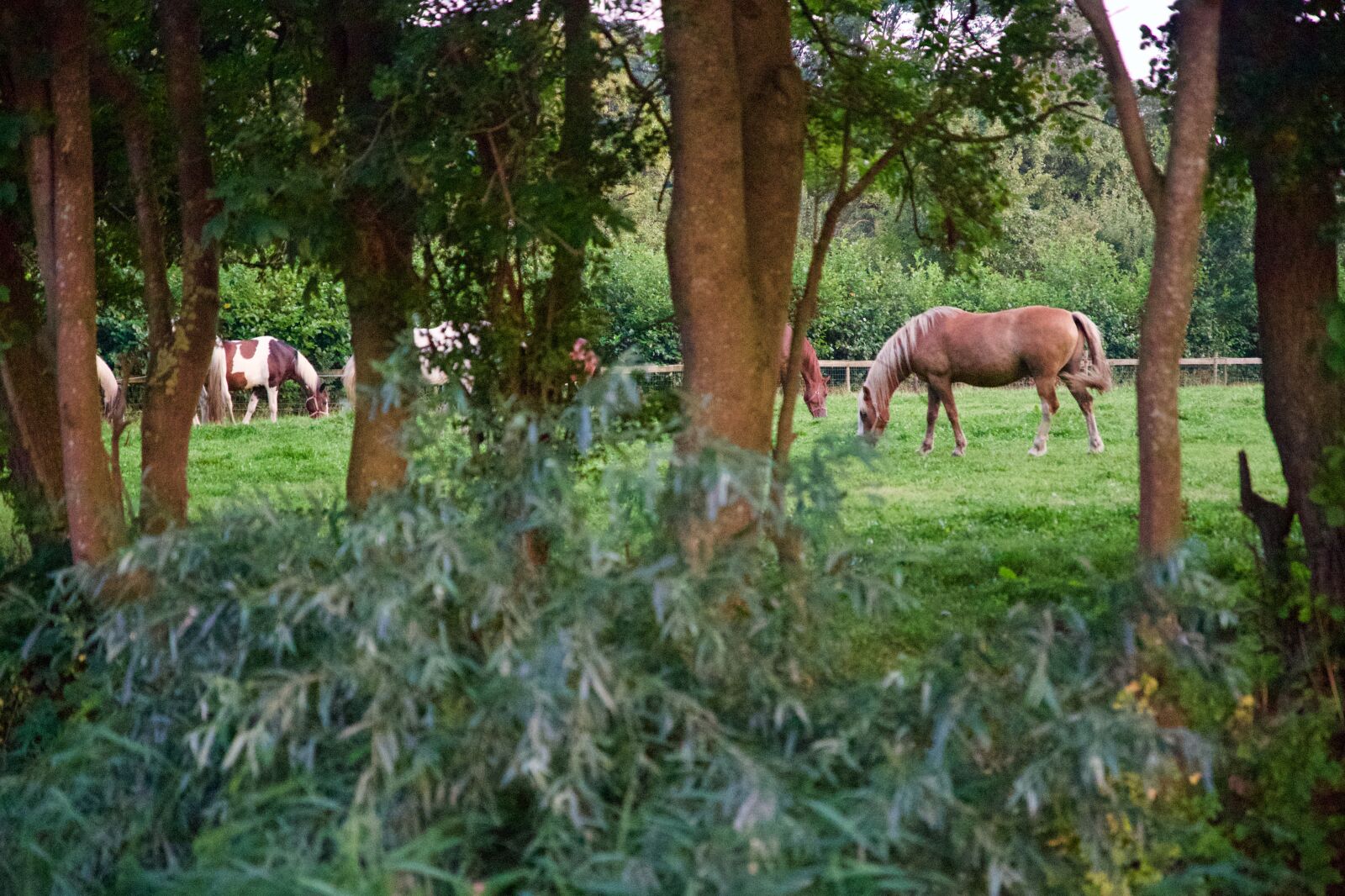 Canon EOS 6D Mark II sample photo. Horses, meadow, pasture photography