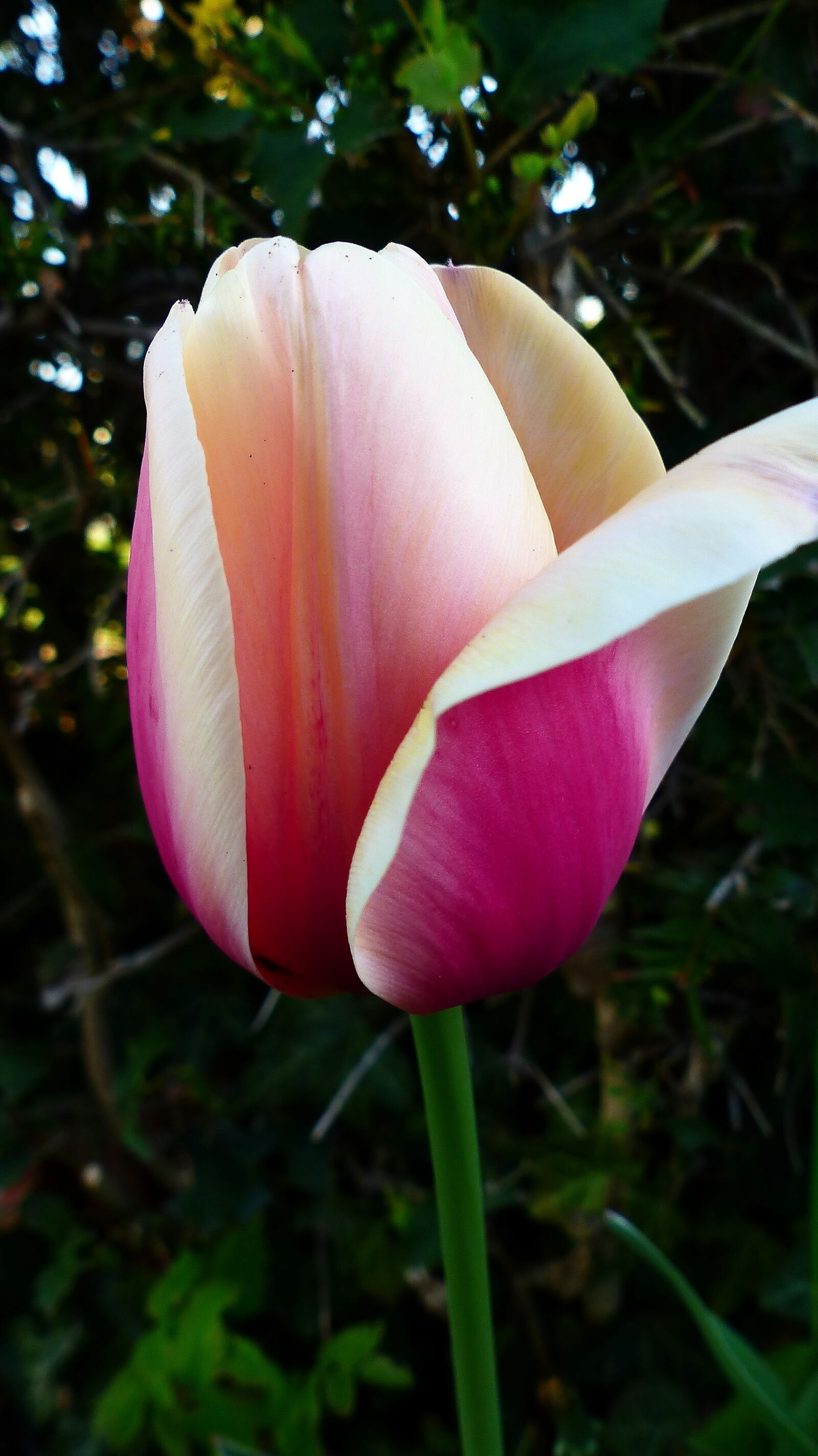 Panasonic Lumix DMC-FZ200 sample photo. Nature, flower, plant photography