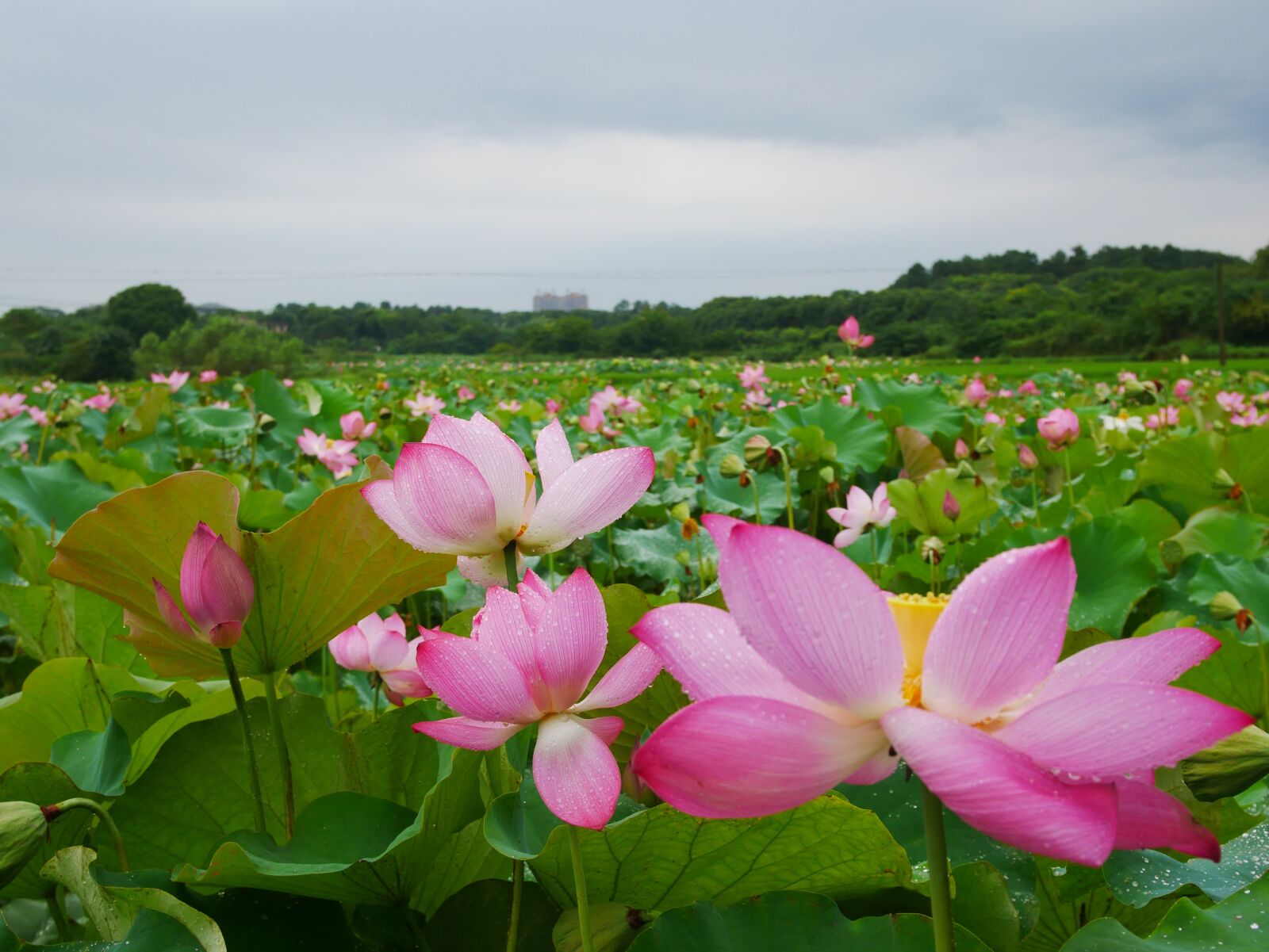 Panasonic Lumix DMC-GX85 (Lumix DMC-GX80 / Lumix DMC-GX7 Mark II) sample photo. Plant, lotus, rain photography
