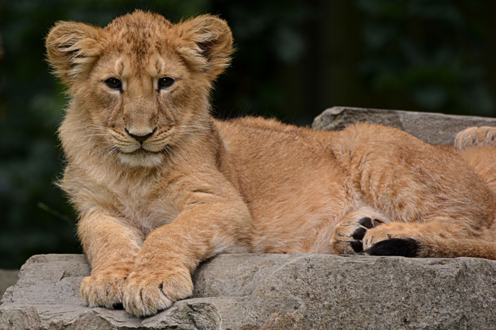 Nikon D5200 sample photo. Lion, cub, animal photography