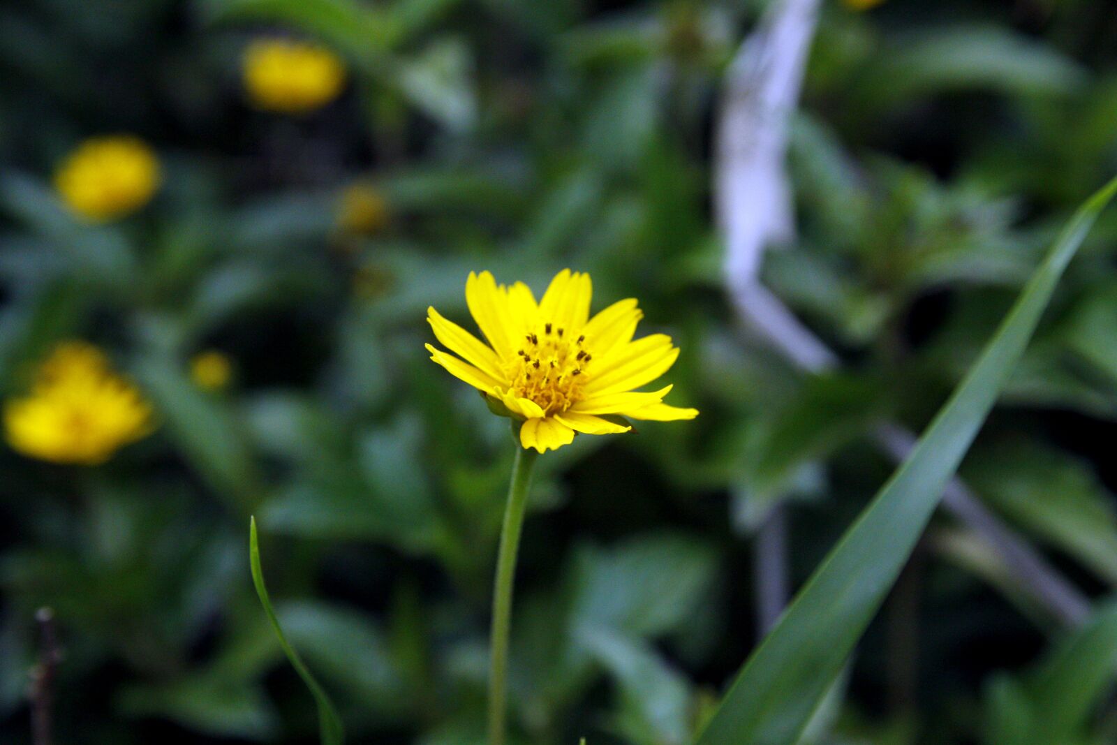 Canon EOS 50D sample photo. Wild flowers, grass flowers photography