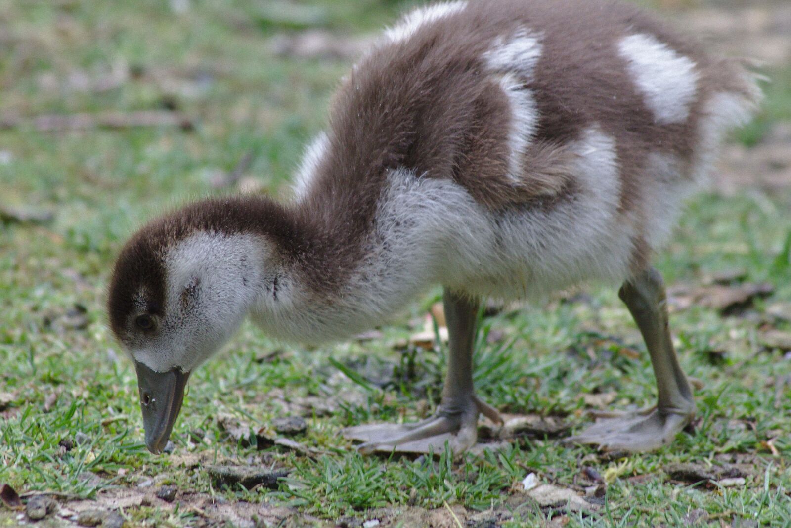 Canon EOS 750D (EOS Rebel T6i / EOS Kiss X8i) sample photo. Goose, plumage, animal photography