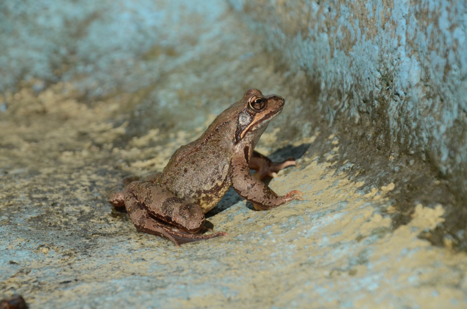 Nikon D7000 sample photo. Frog, brown, animal photography