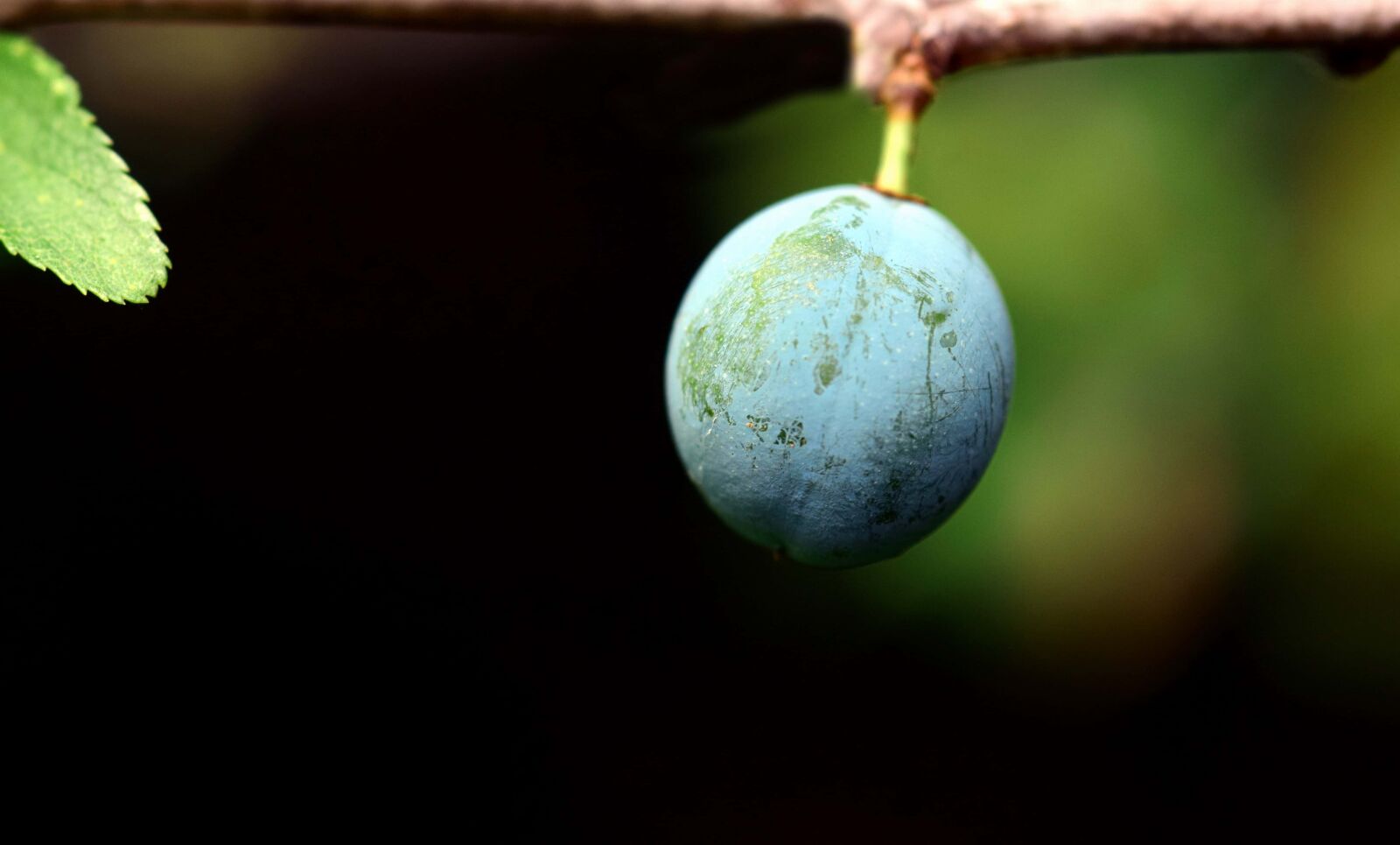 Nikon D3300 sample photo. Plum, orchard, wood, fruit photography