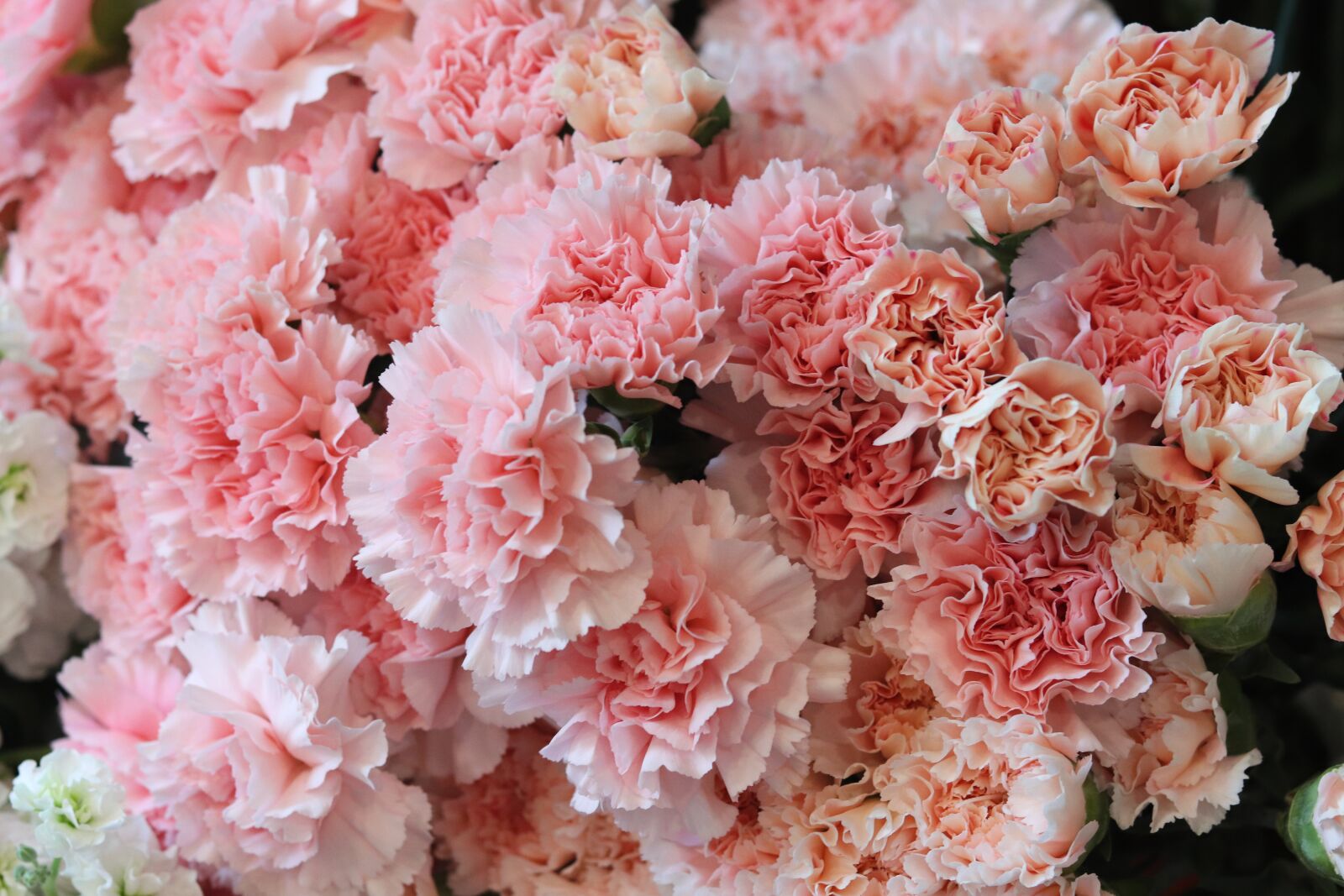 Canon EOS 200D (EOS Rebel SL2 / EOS Kiss X9) + Canon EF 50mm F1.8 STM sample photo. Flowers, pink, romance photography