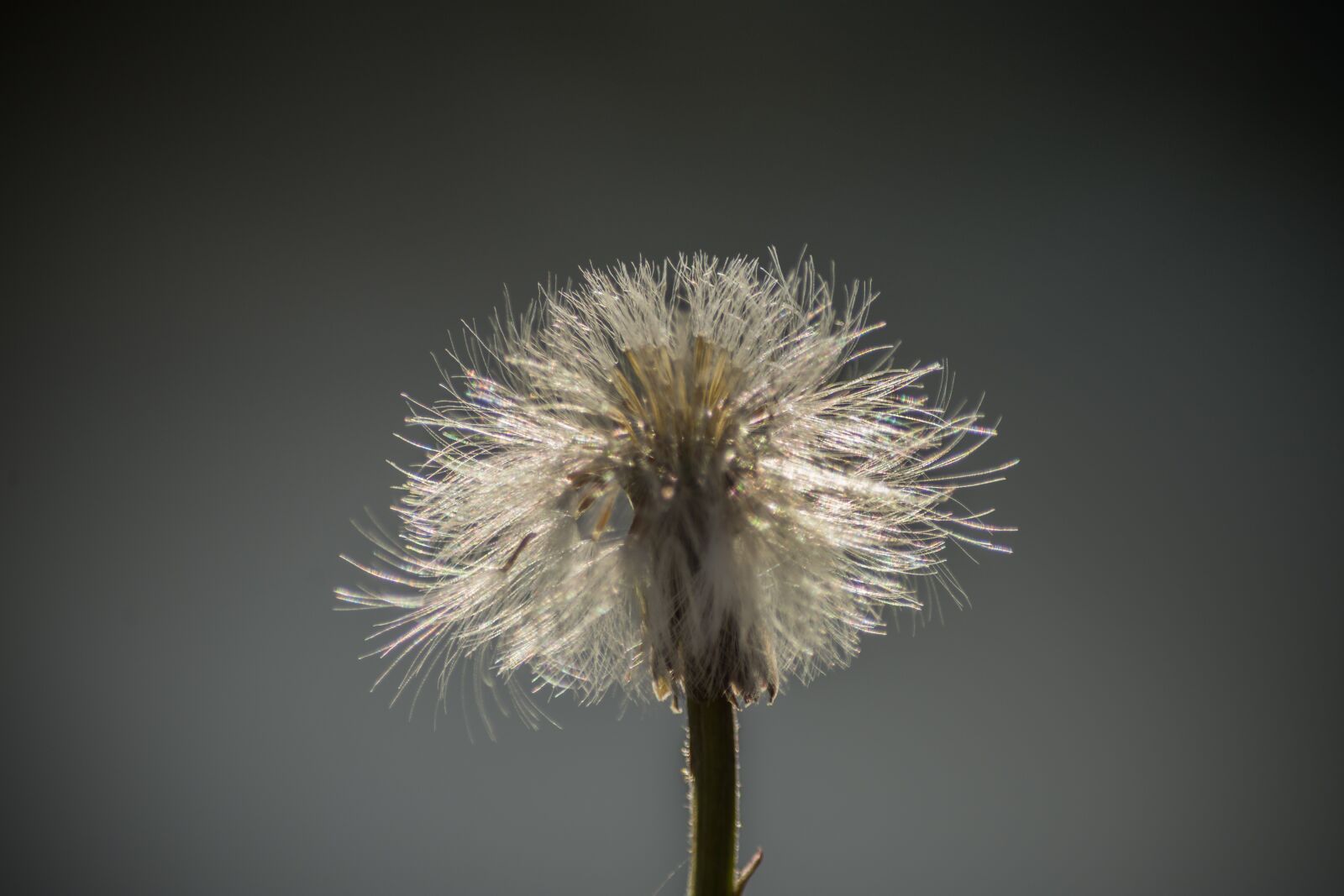 Nikon D7200 sample photo. Dandelion, flowers, close up photography