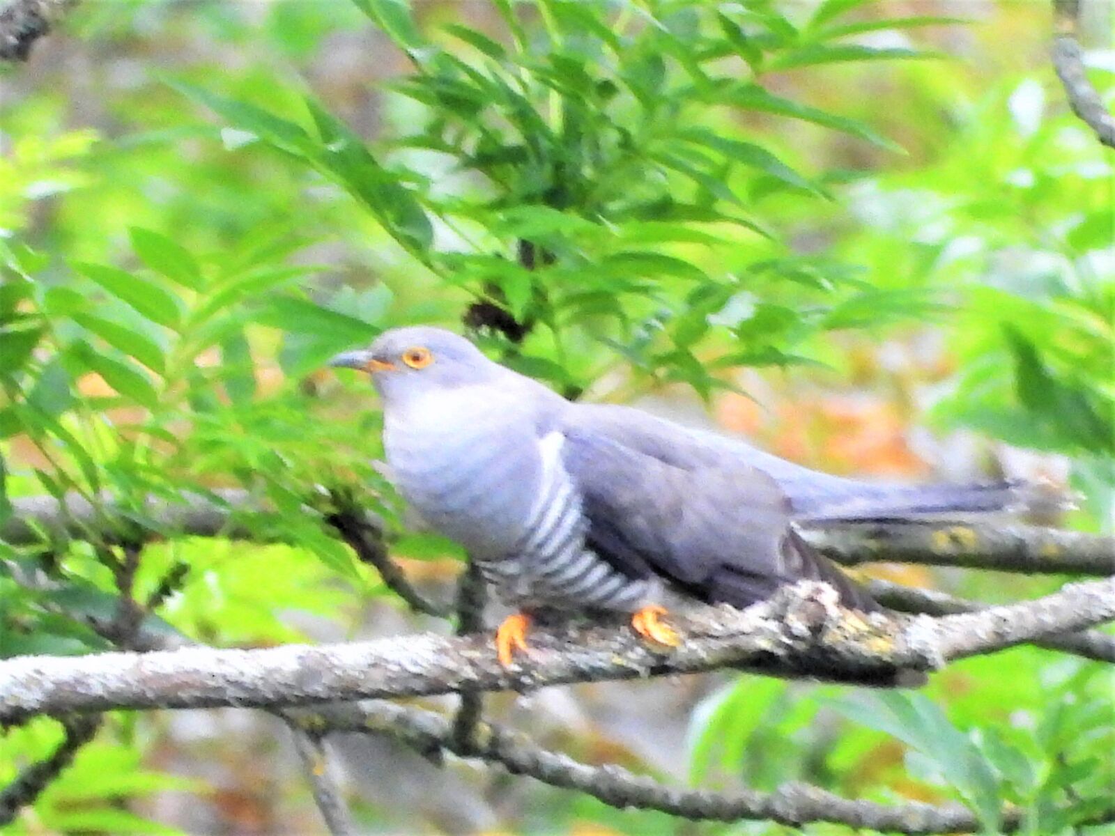 Nikon Coolpix P1000 sample photo. Cuckoo, bird, birds photography