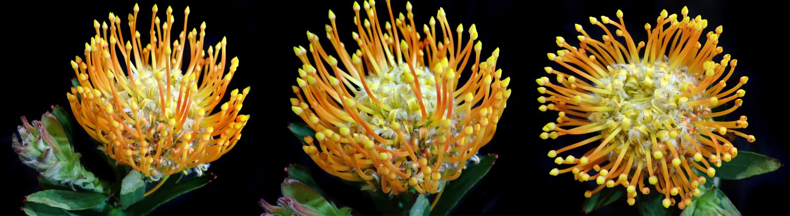 Olympus TG-5 sample photo. Flowers, proteas, stamens photography