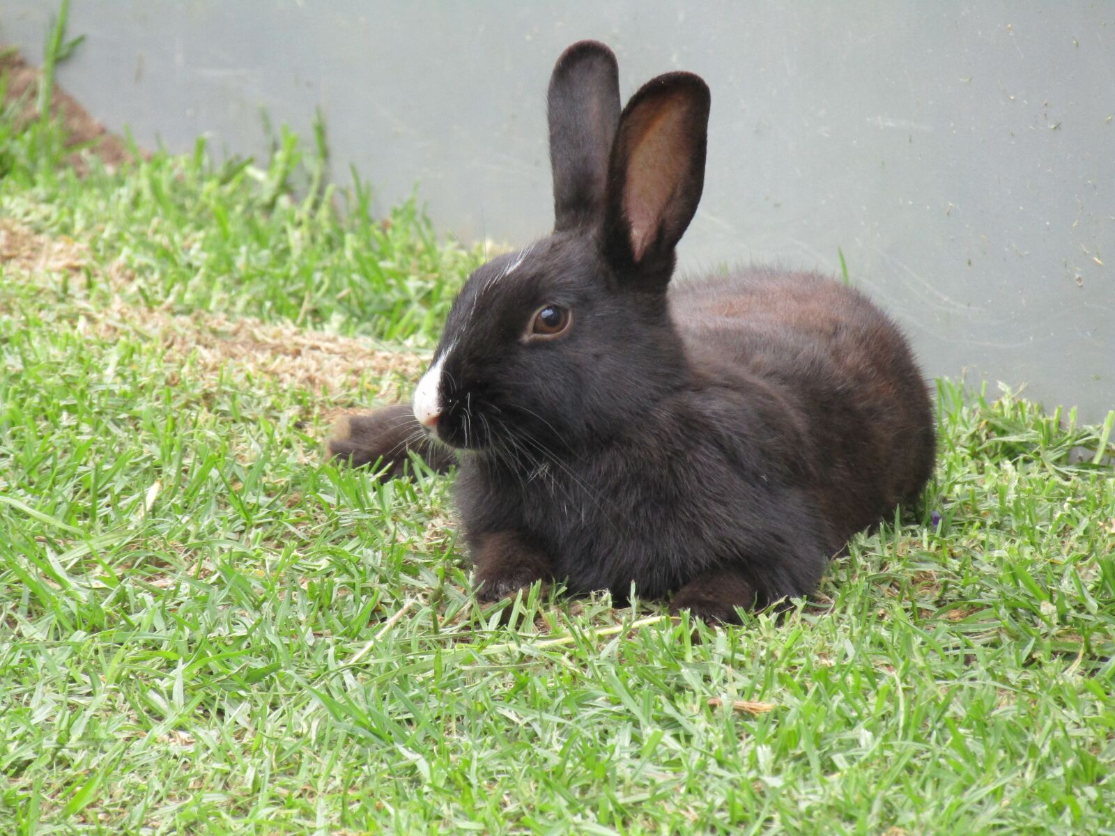Canon PowerShot SX410 IS sample photo. Easter, bunny, rabbit photography
