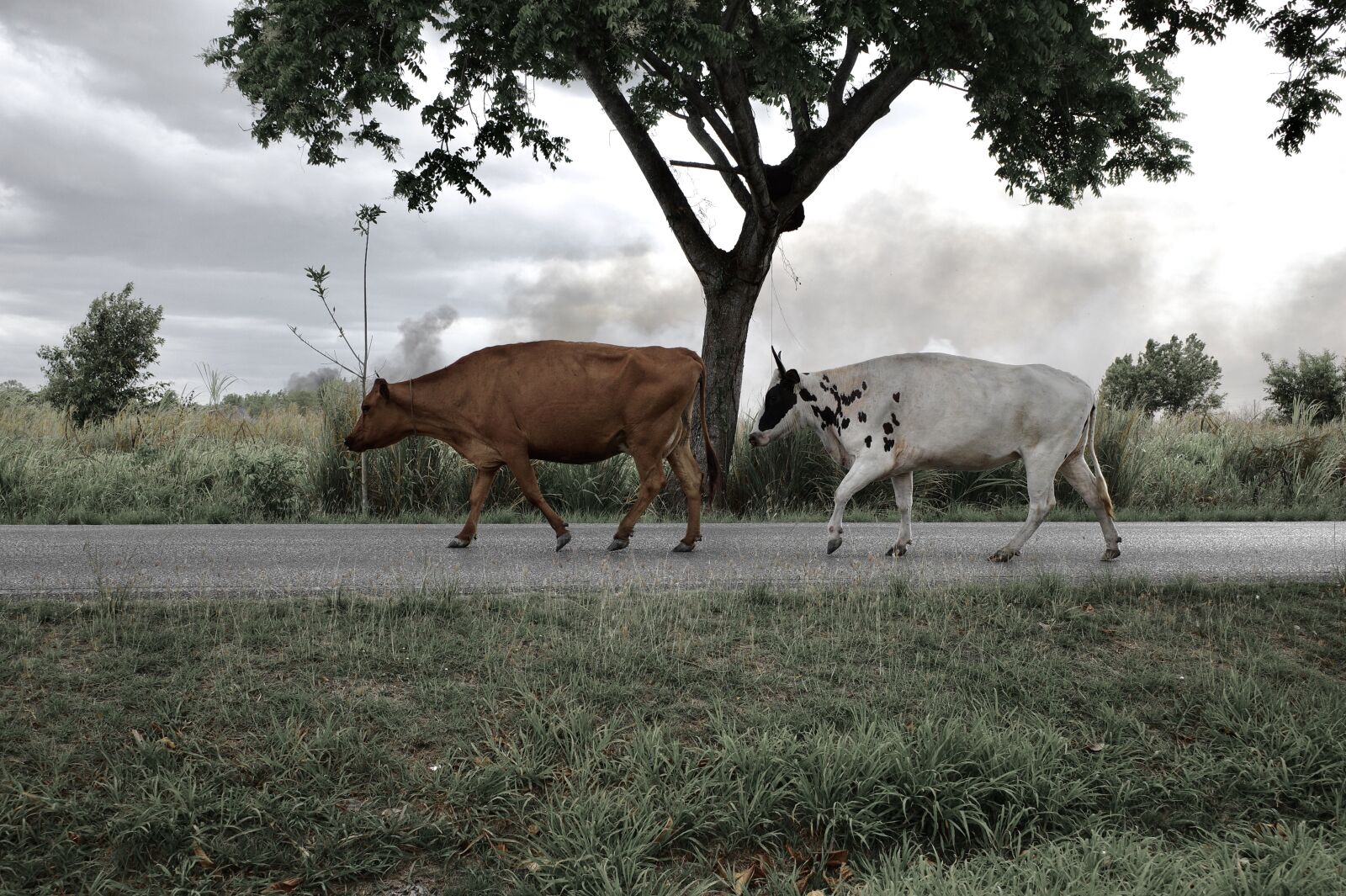 Ricoh GR III sample photo. Cows, farm, countryside photography