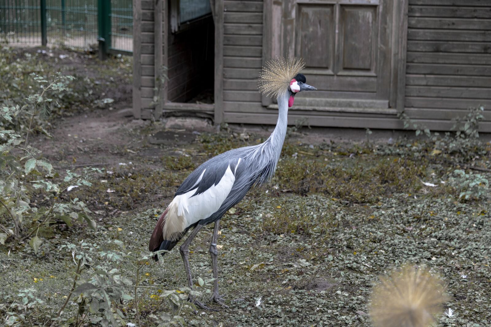 Nikon D850 sample photo. Bird, duck, feather photography