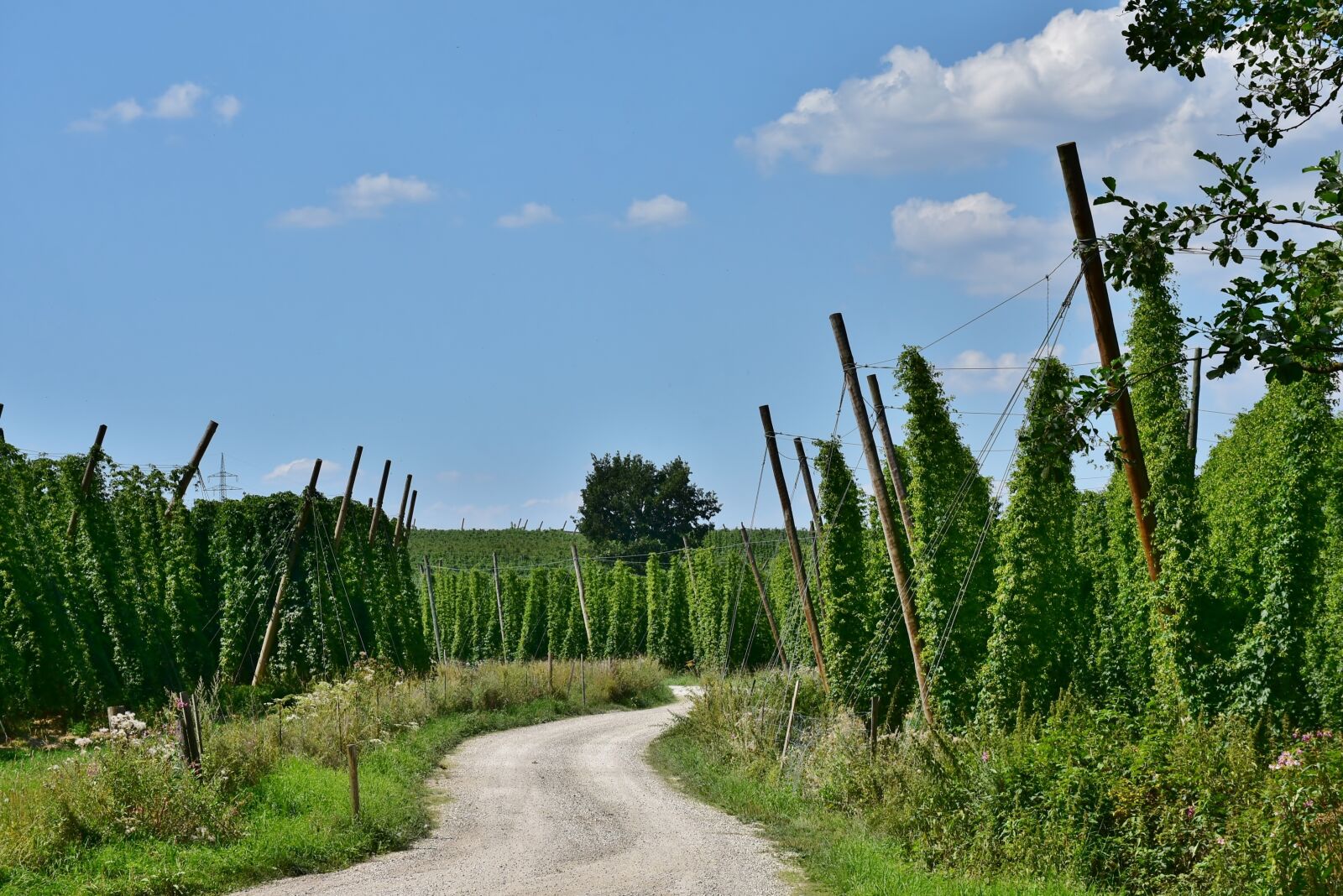 Nikon D7200 sample photo. Hops, beer, growing area photography